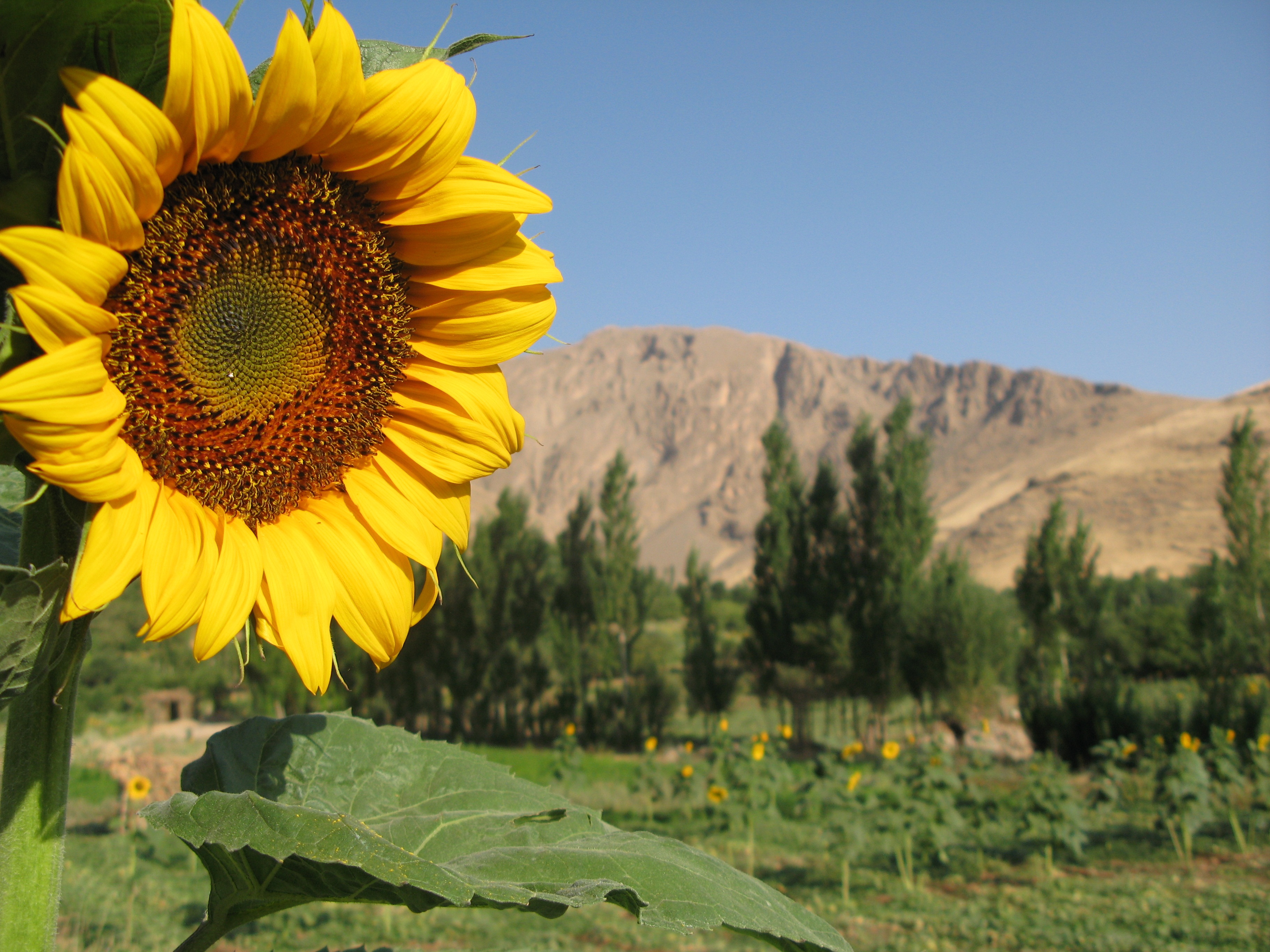 Sunflower,borujerd