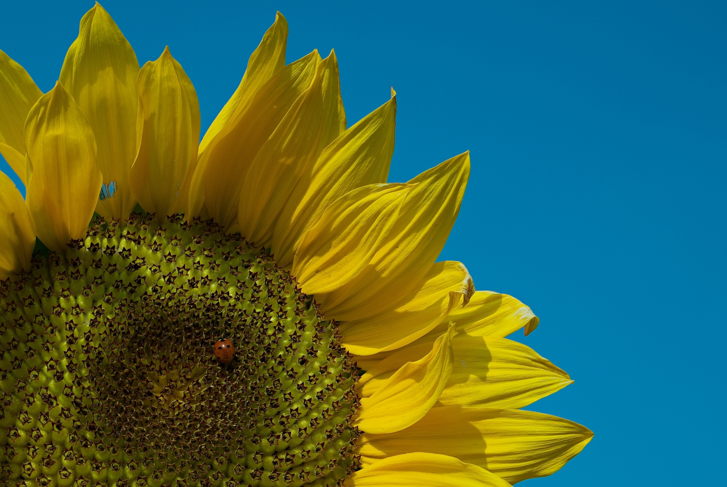 Sunflower with ladybug