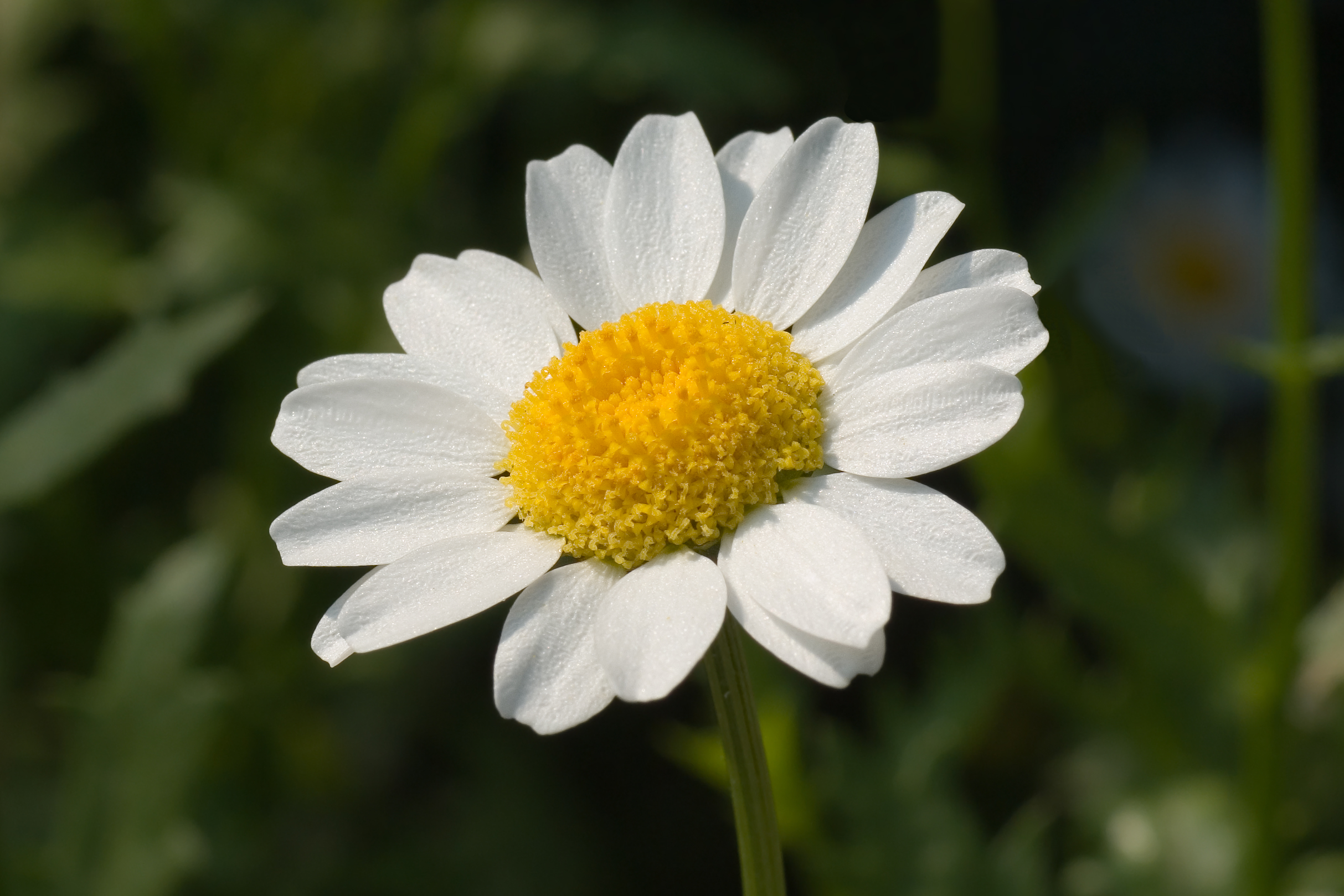 Swamp chrysanthemum May 2008