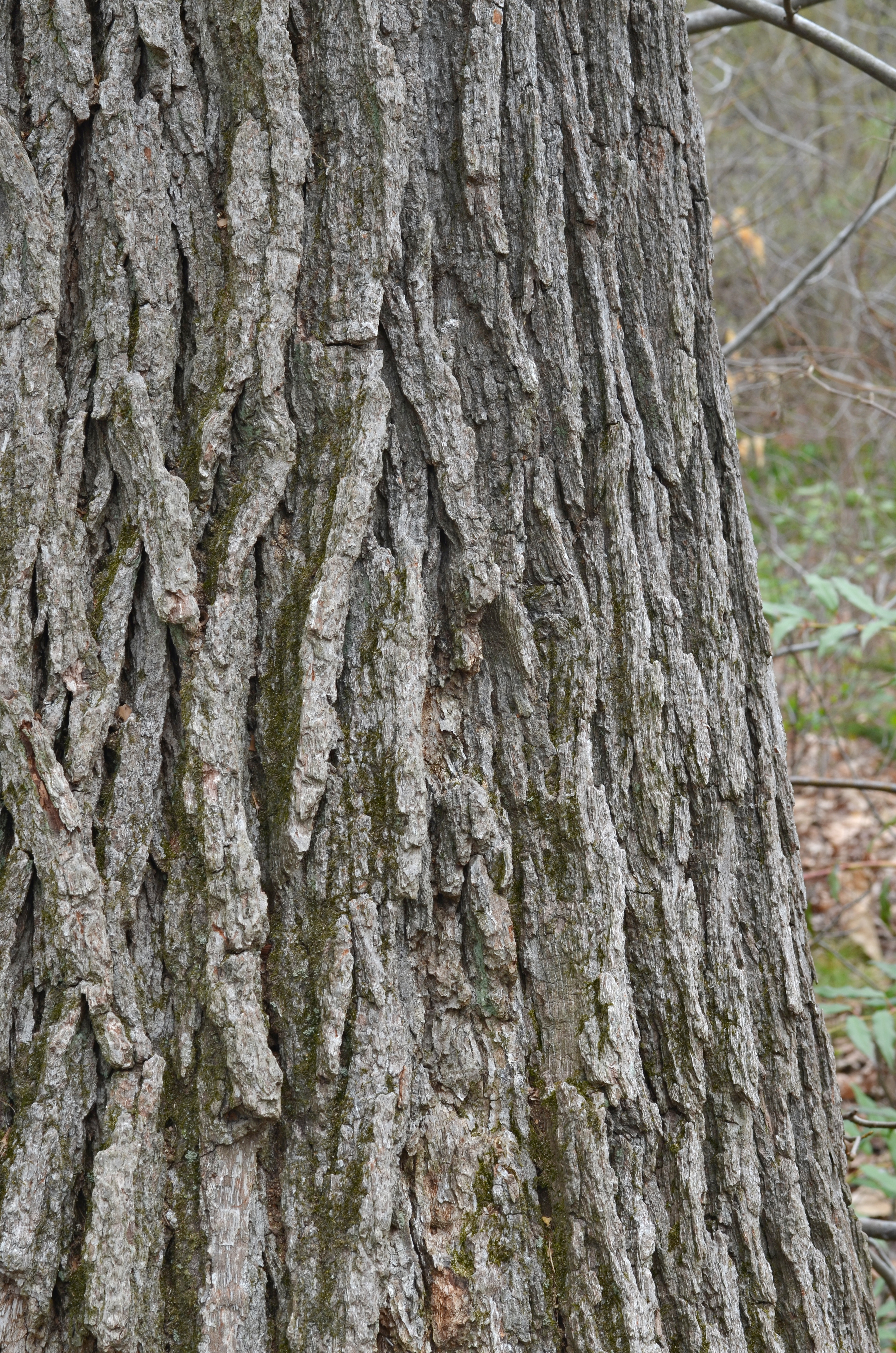 Swamp White Oak Quercus bicolor Bark Vertical 1