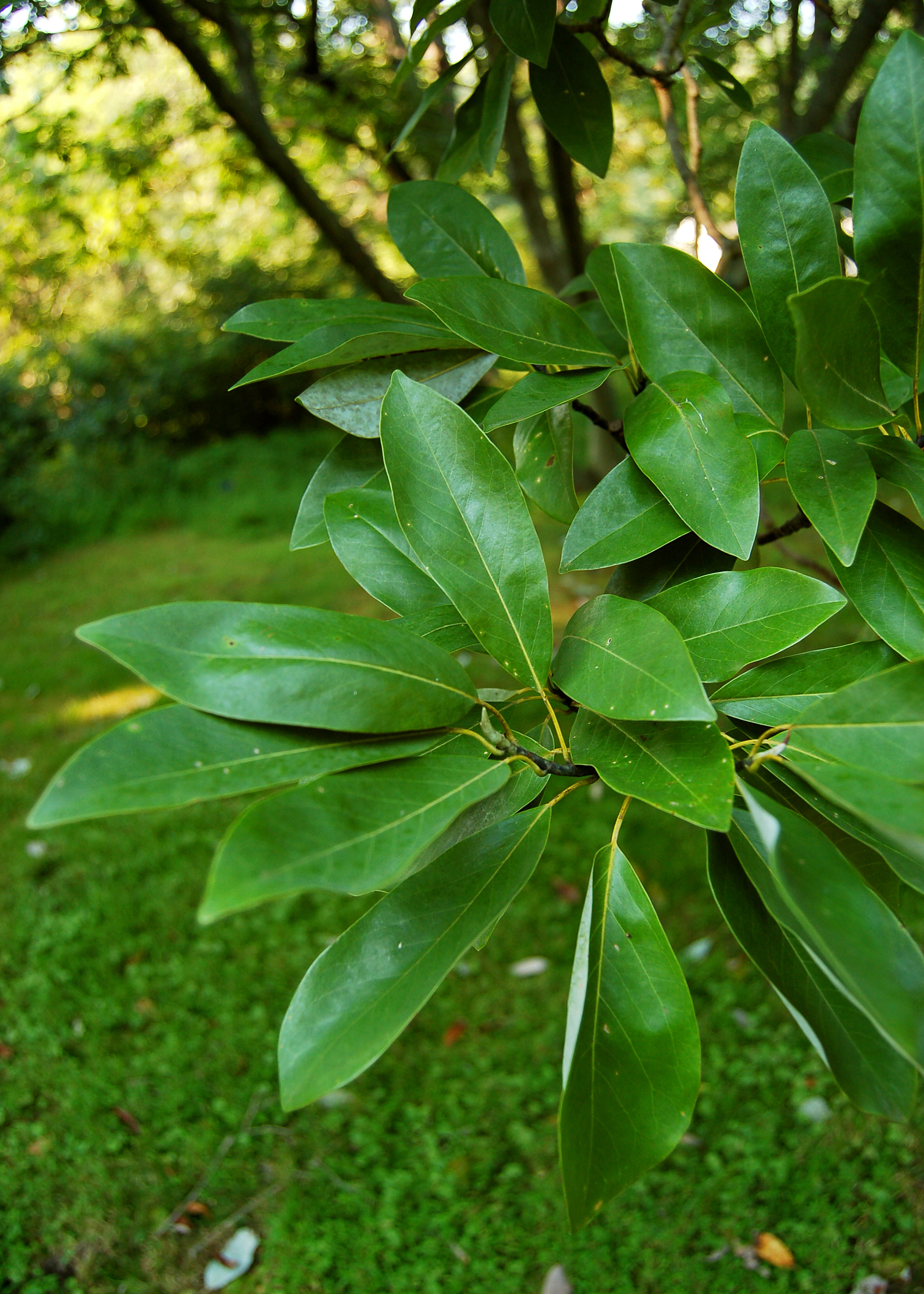 Sweetbay Magnolia Magnolia virginiana Leaves 2000px