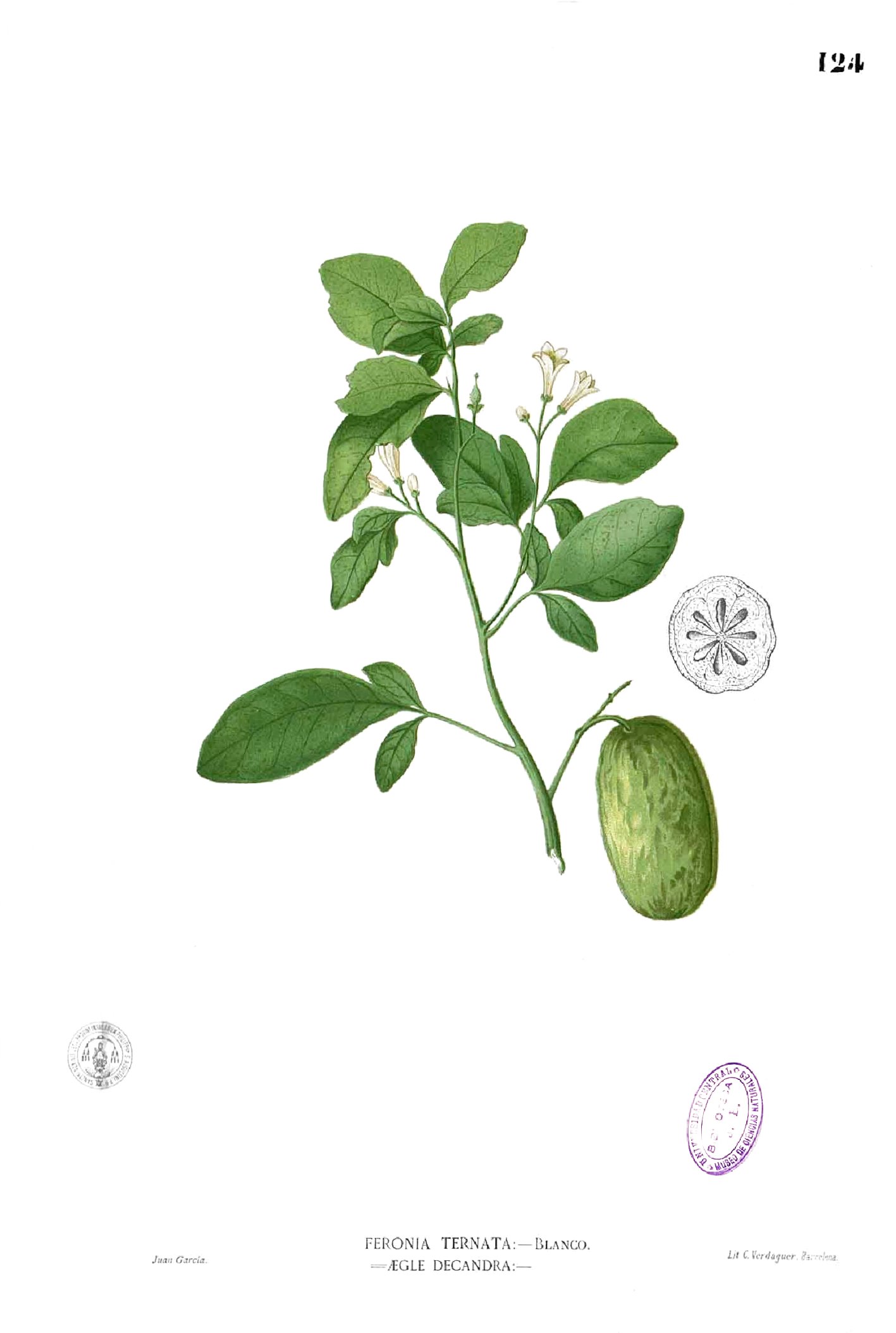 Swinglea glutinosa Blanco1.124