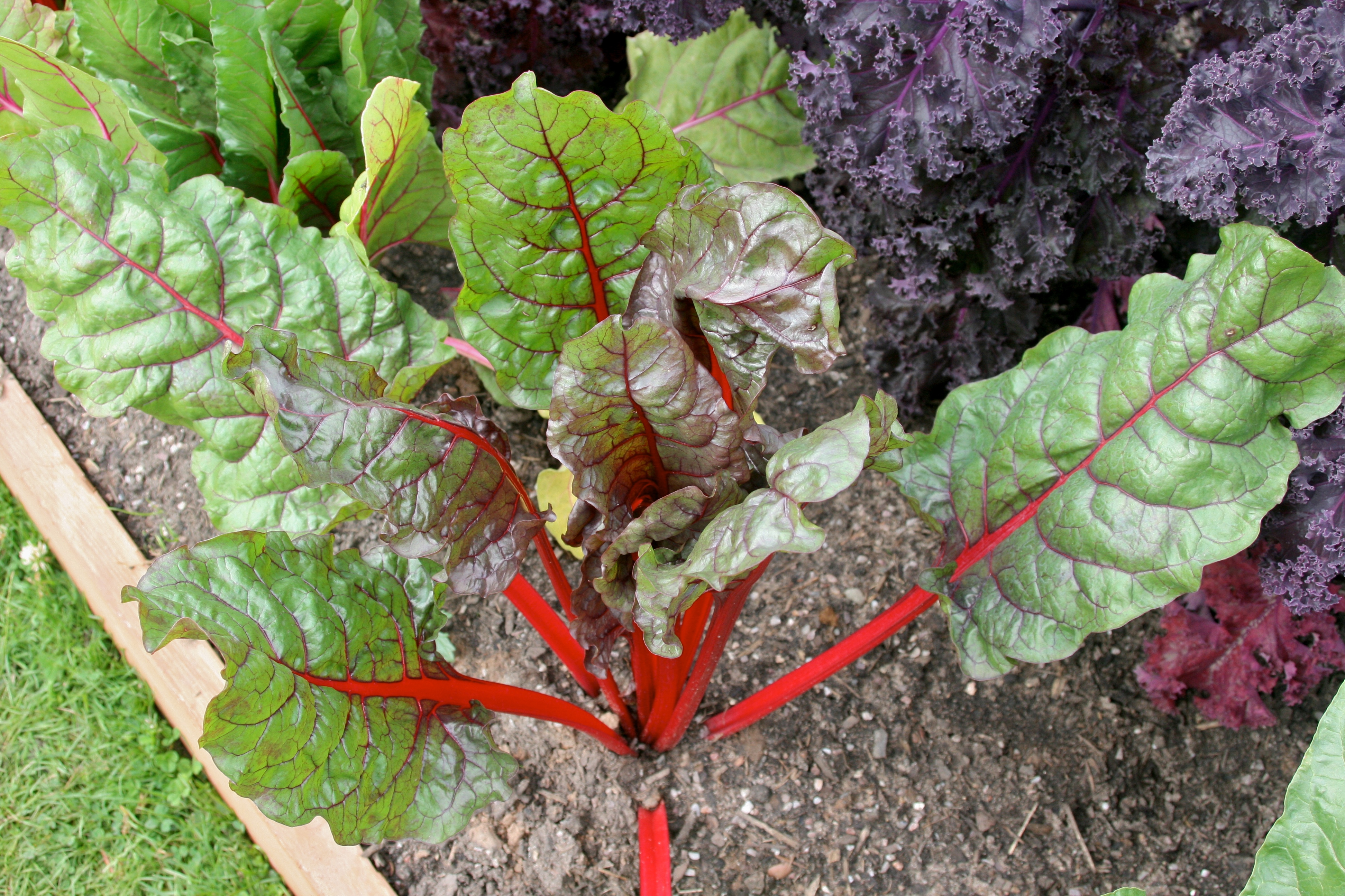 Swiss Chard 1