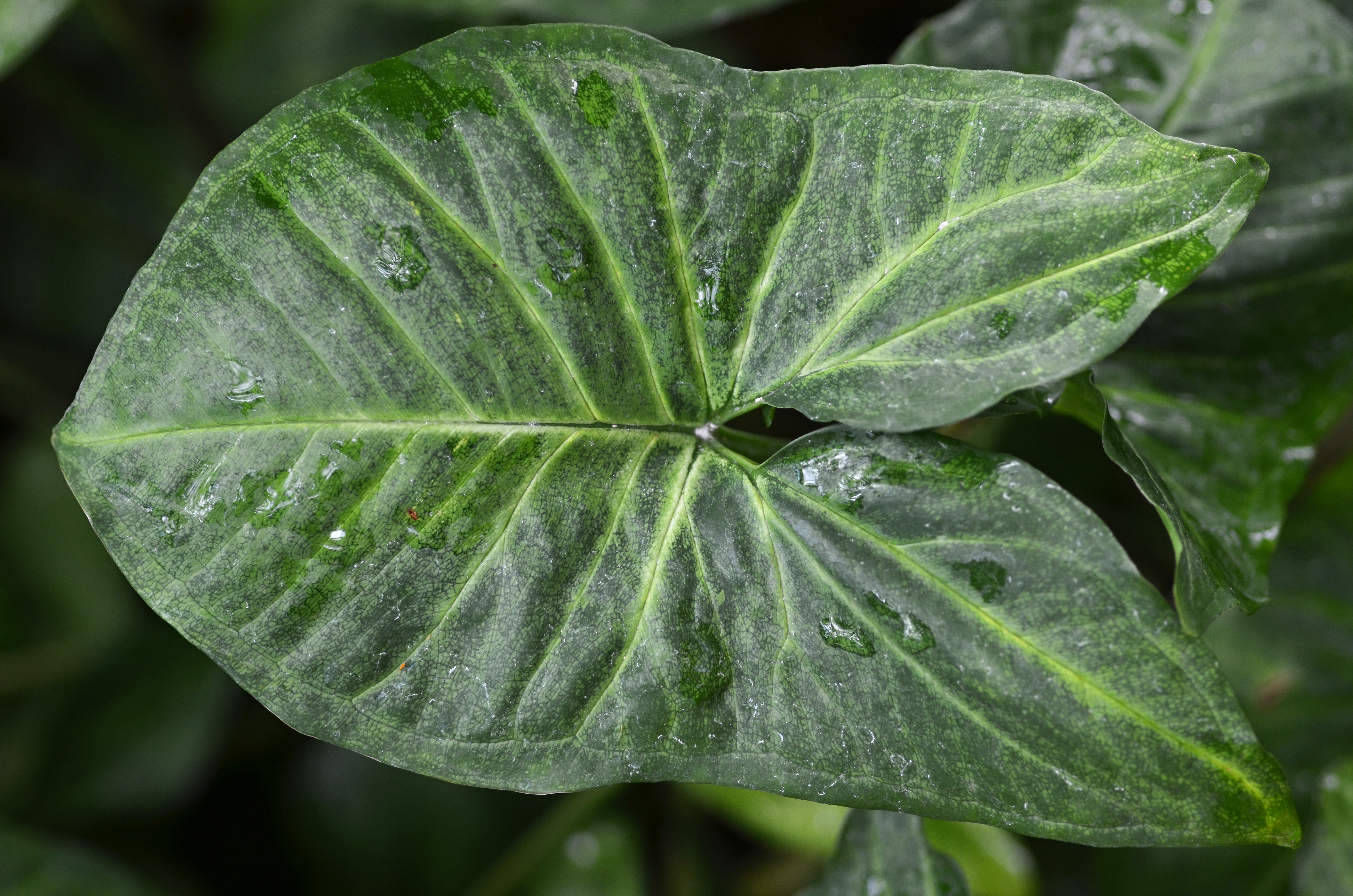 Syngonium 'White Butterfly' Leaf 2