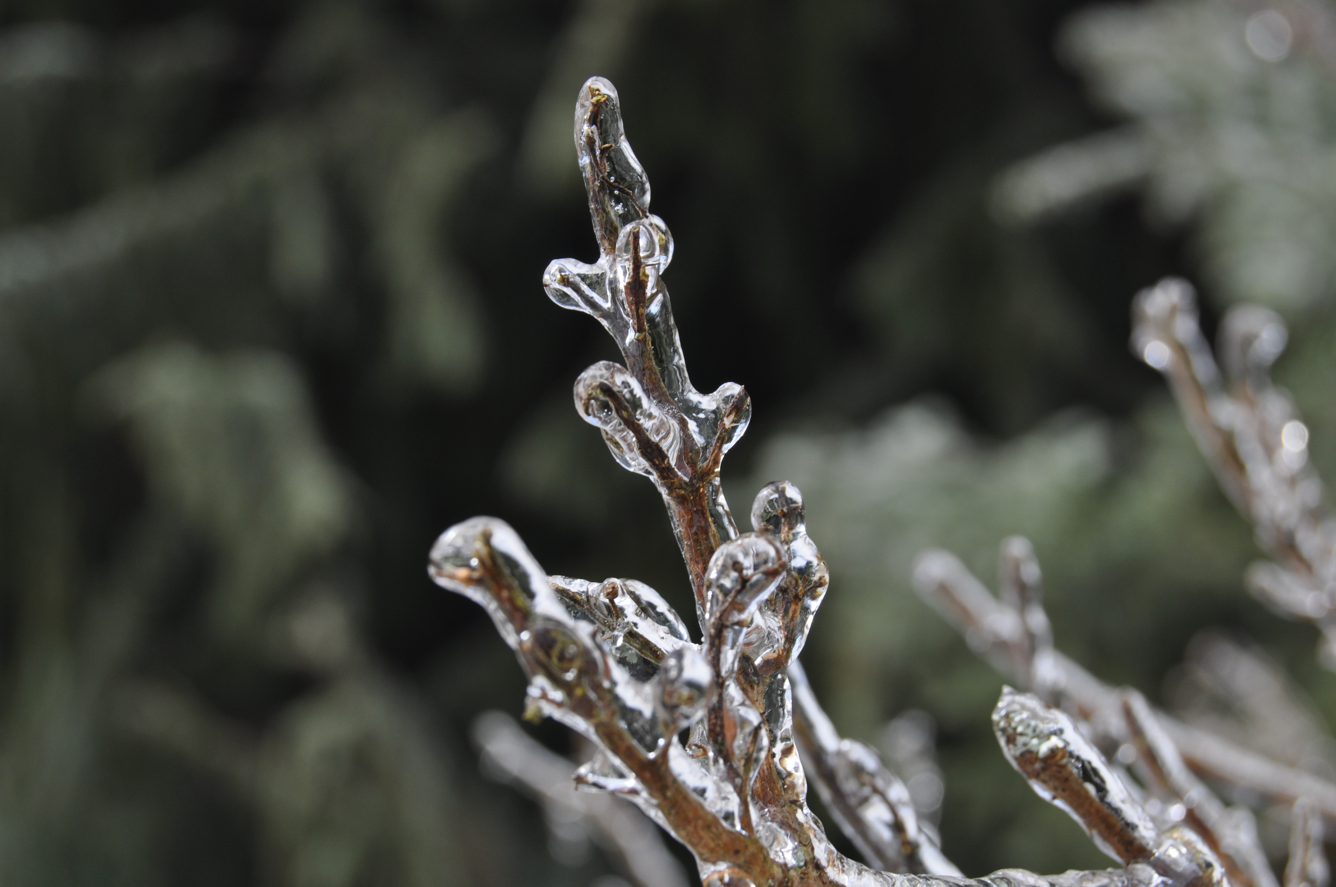 Syringa twig after freezing rain