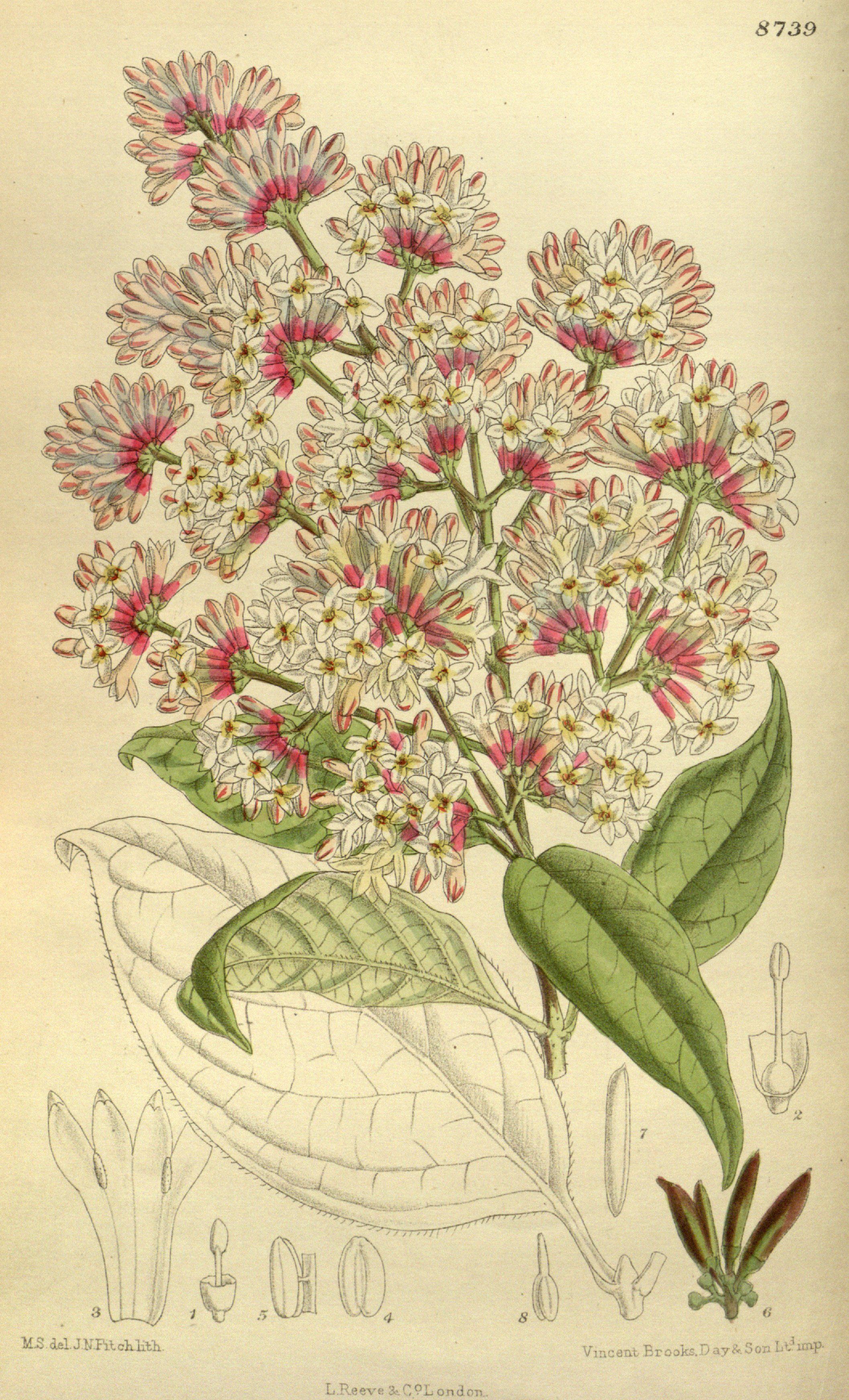Syringa wilsonii 143-8739