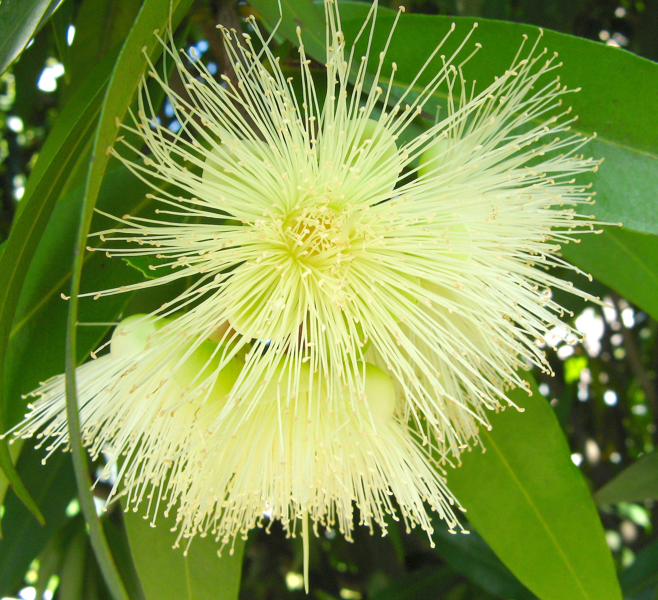 Syzygium jambos3034247809
