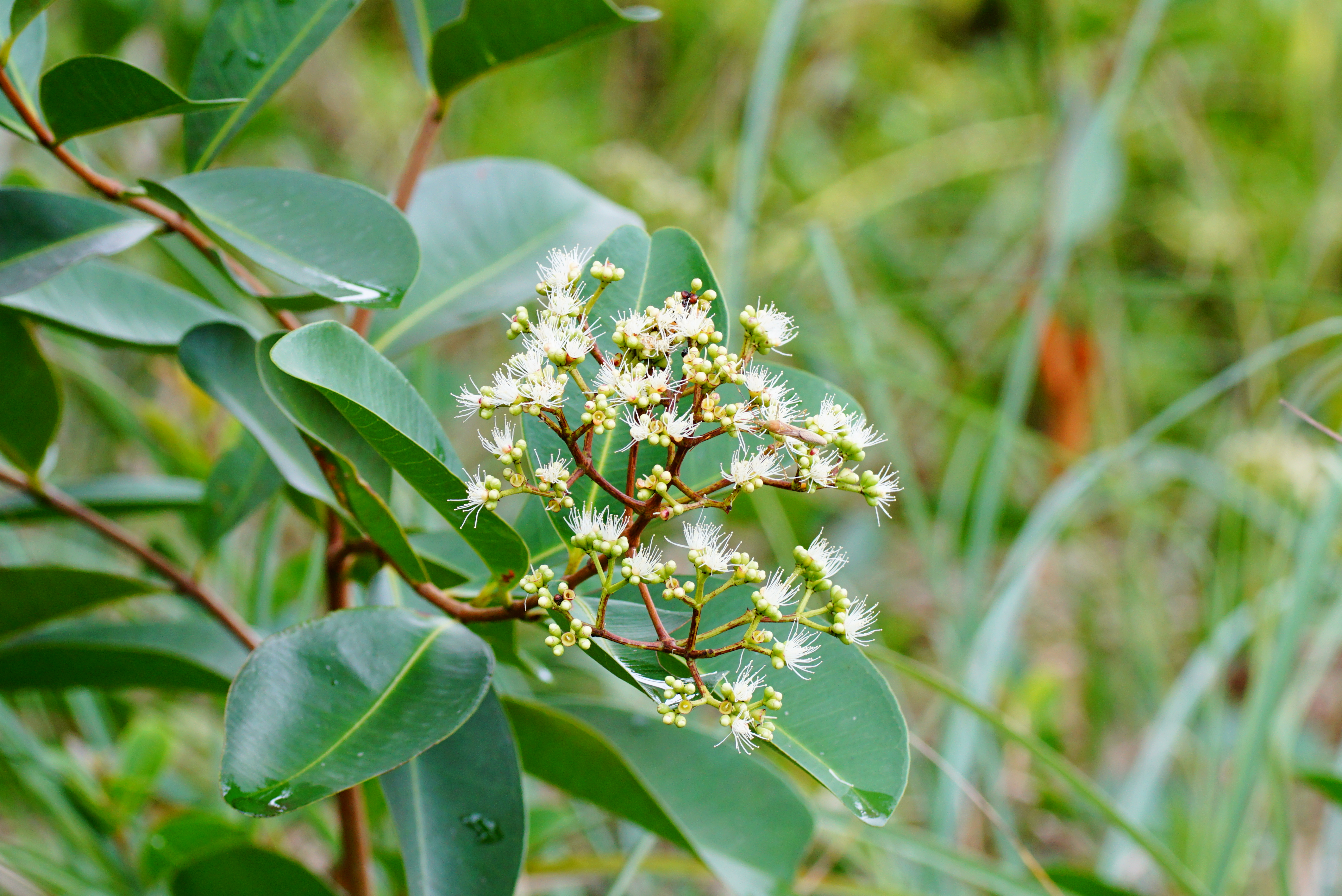Syzygium jambos 03671