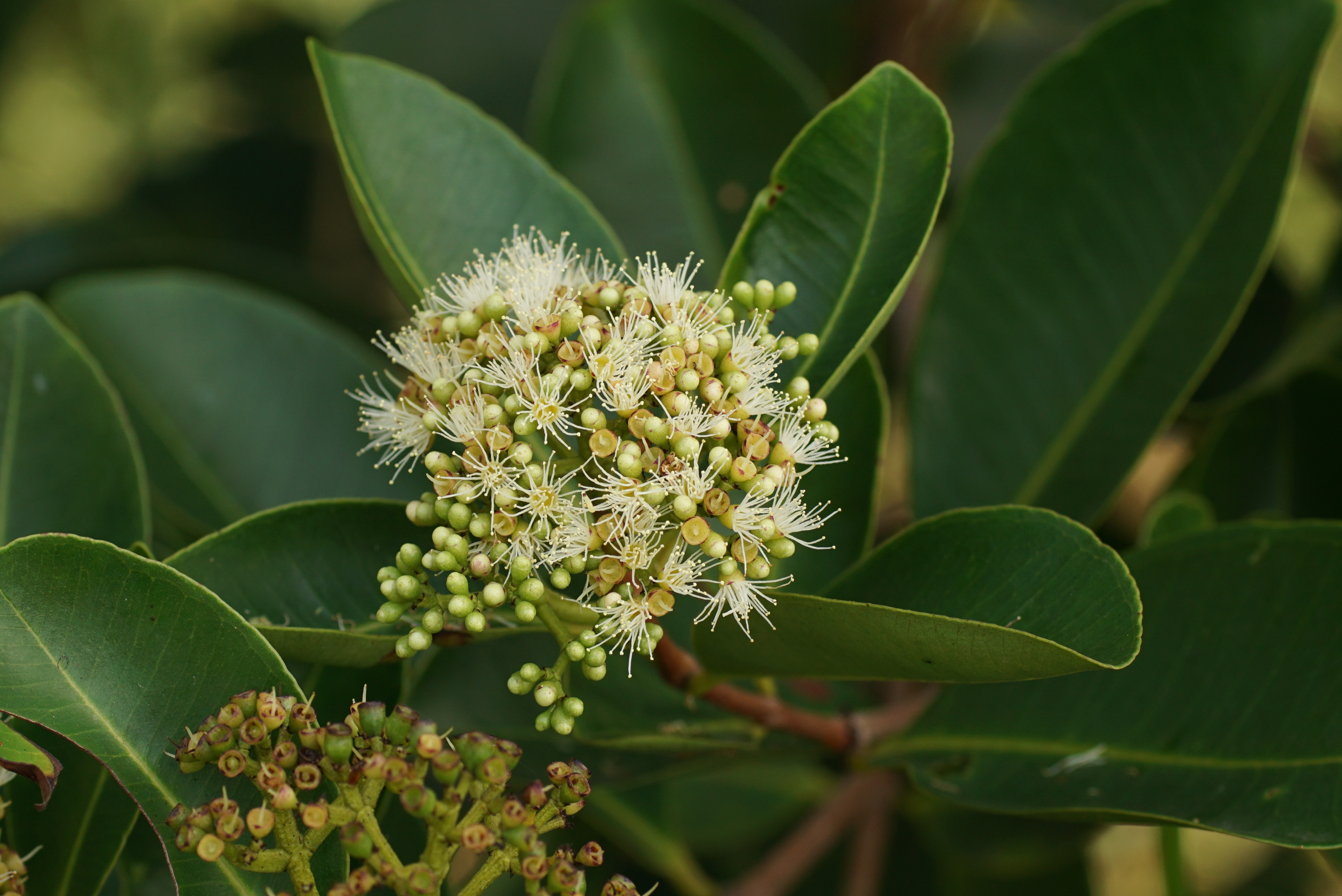 Syzygium jambos 06359