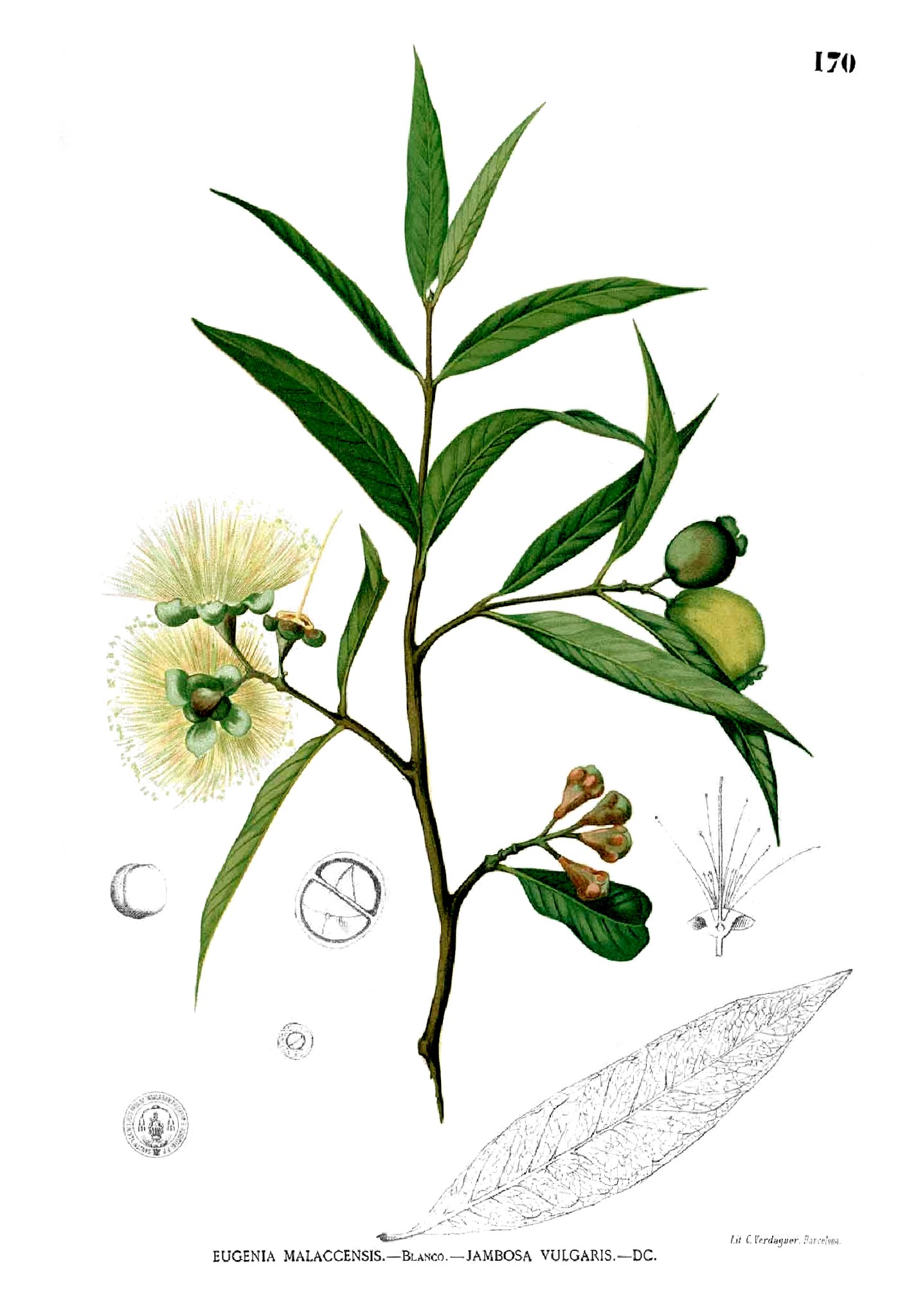 Syzygium jambos Blanco1.170