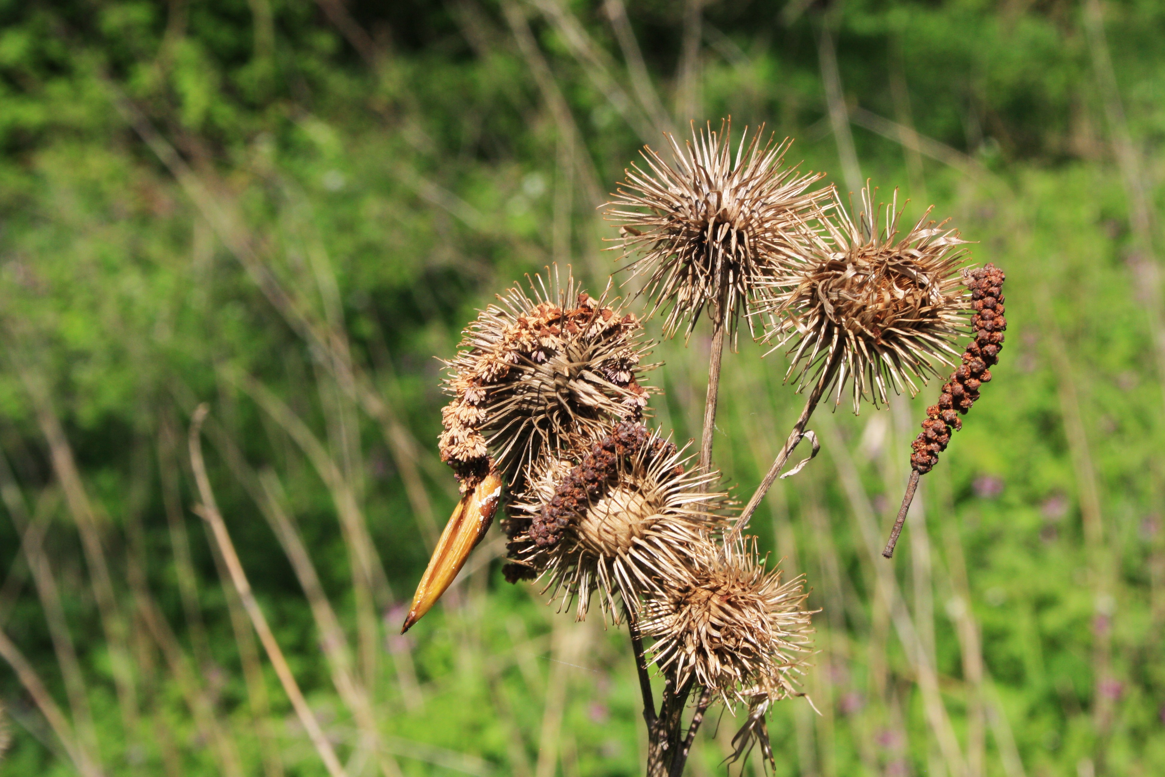 Tümpel an der Fliede (26)