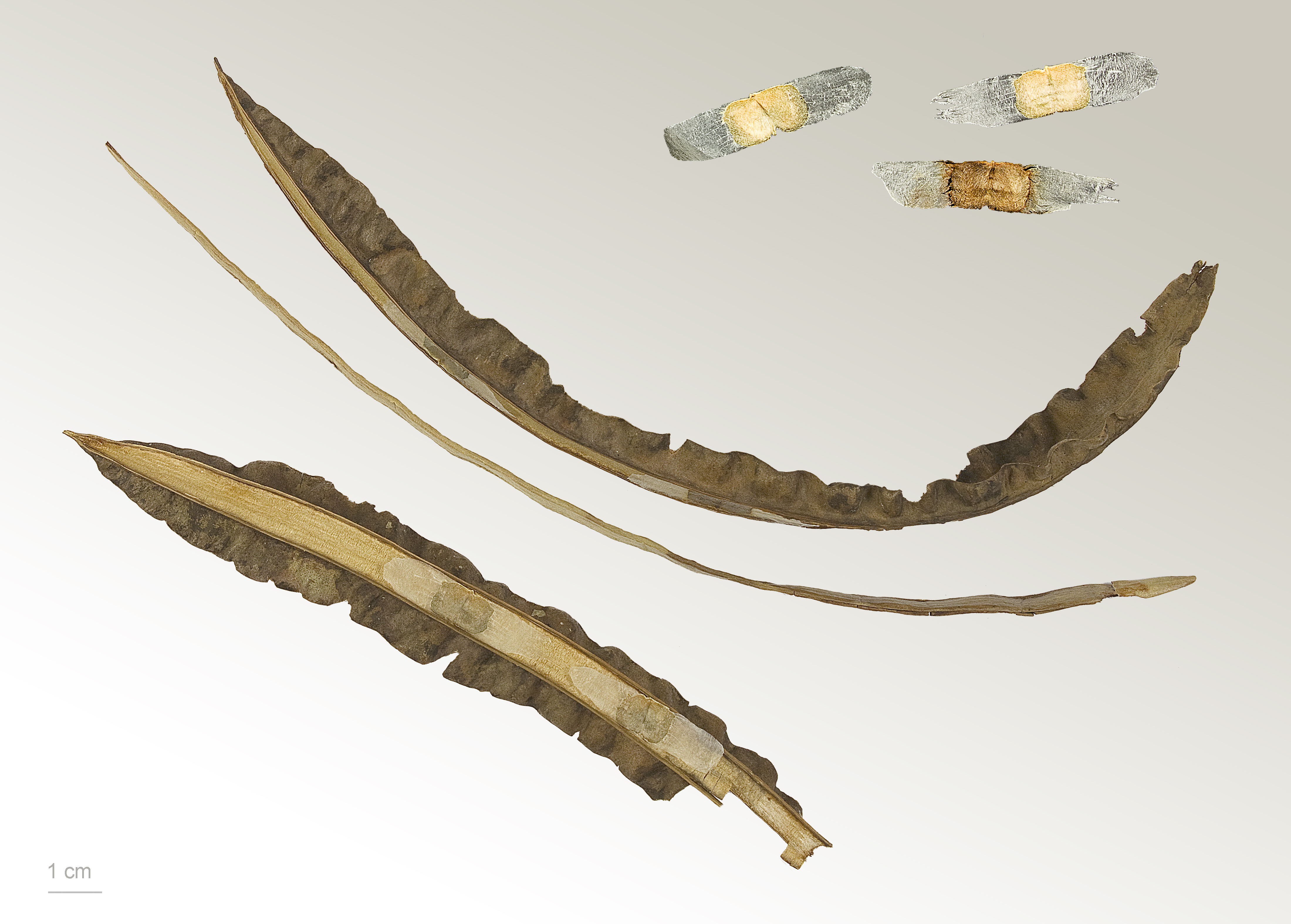 Tabebuia sp. MHNT.BOT.2009.7.18