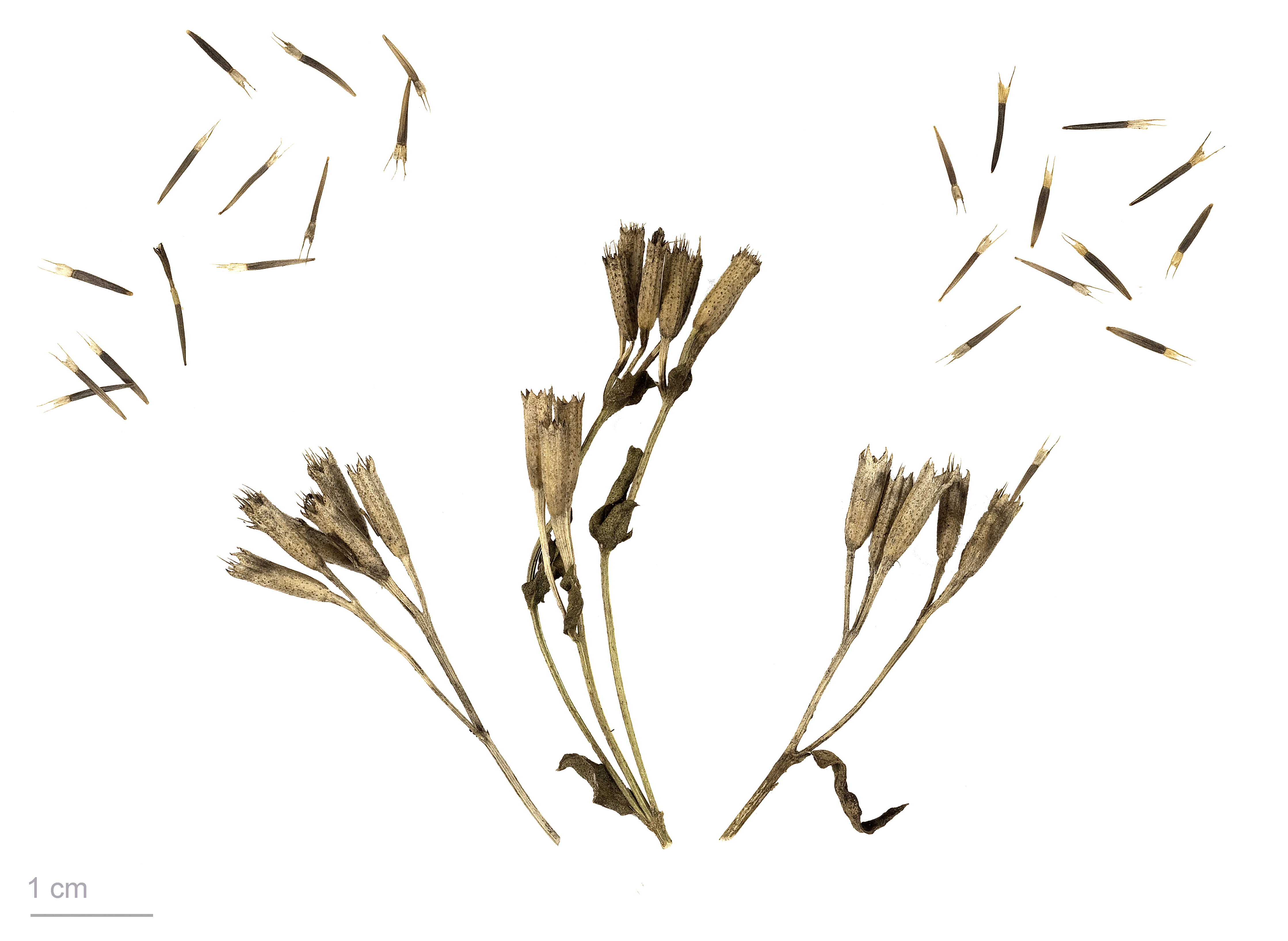 Tagetes lucida MHNT.BOT.2011.3.90