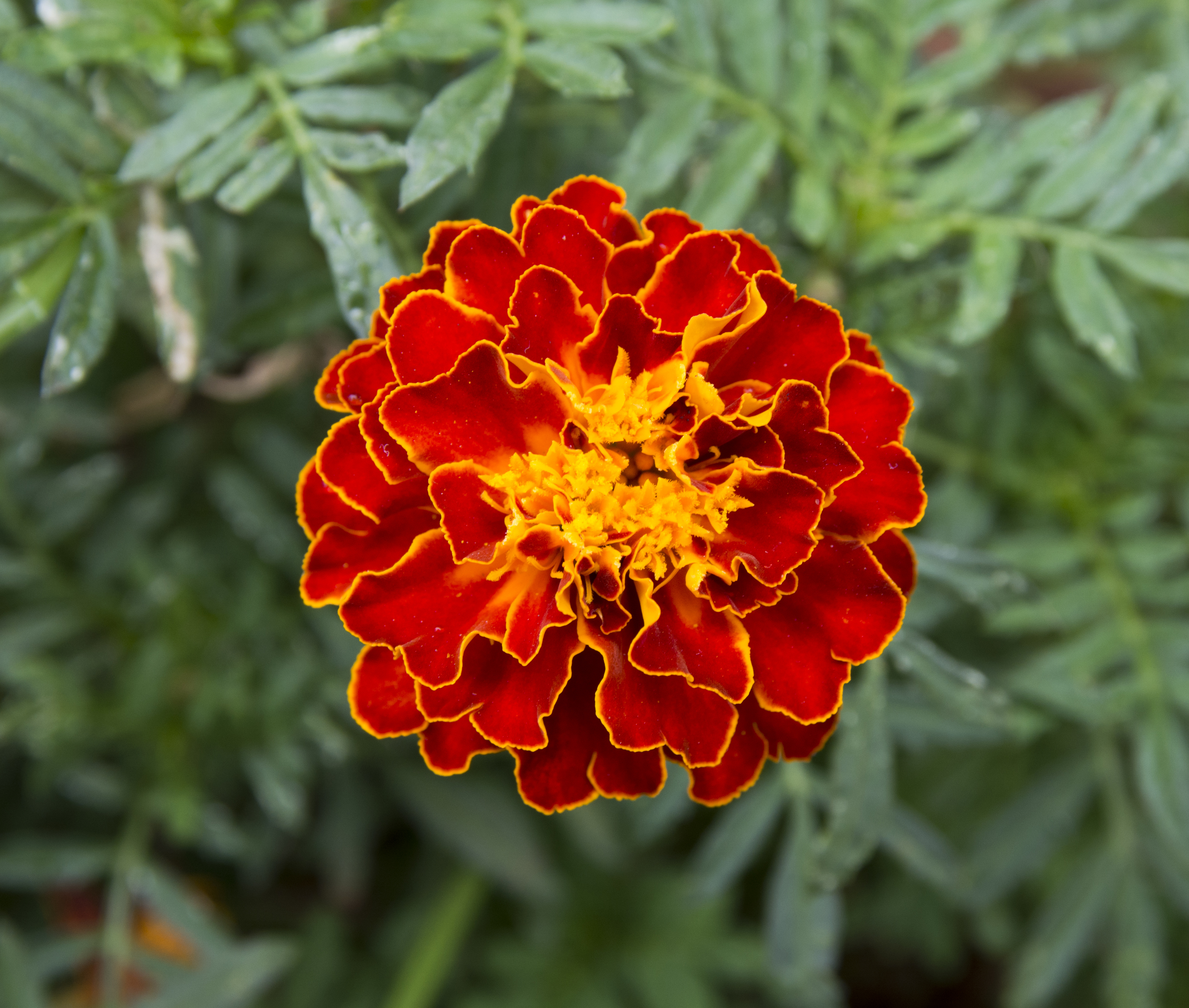 Tagetes sp. in Palermo