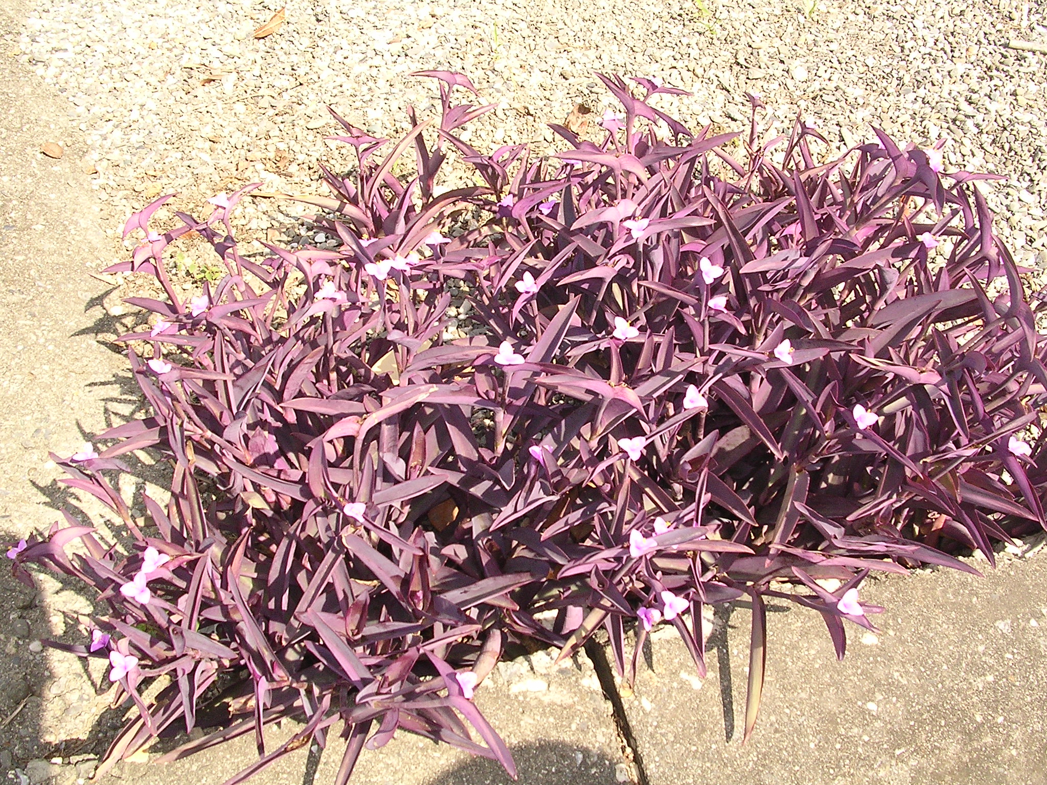 Taiwanese purple grass
