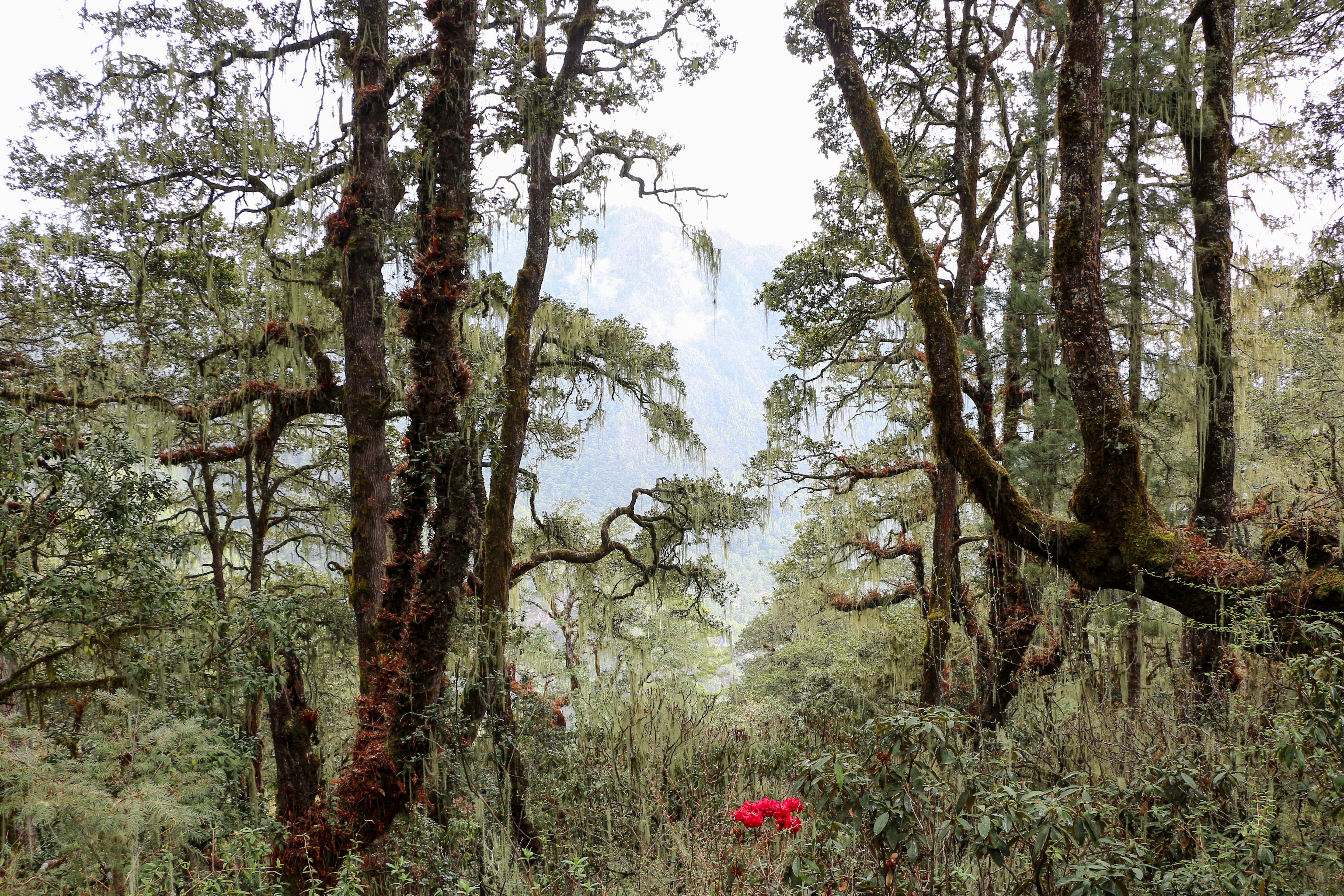 Taktsang Heritage Forest, Bhutan