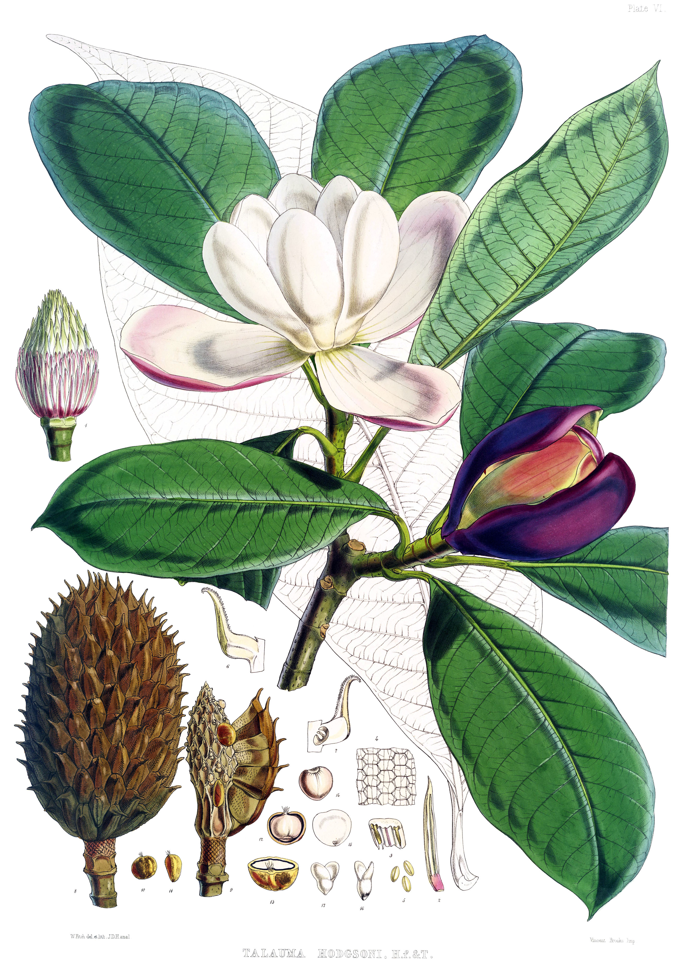 Talauma hodgsonii