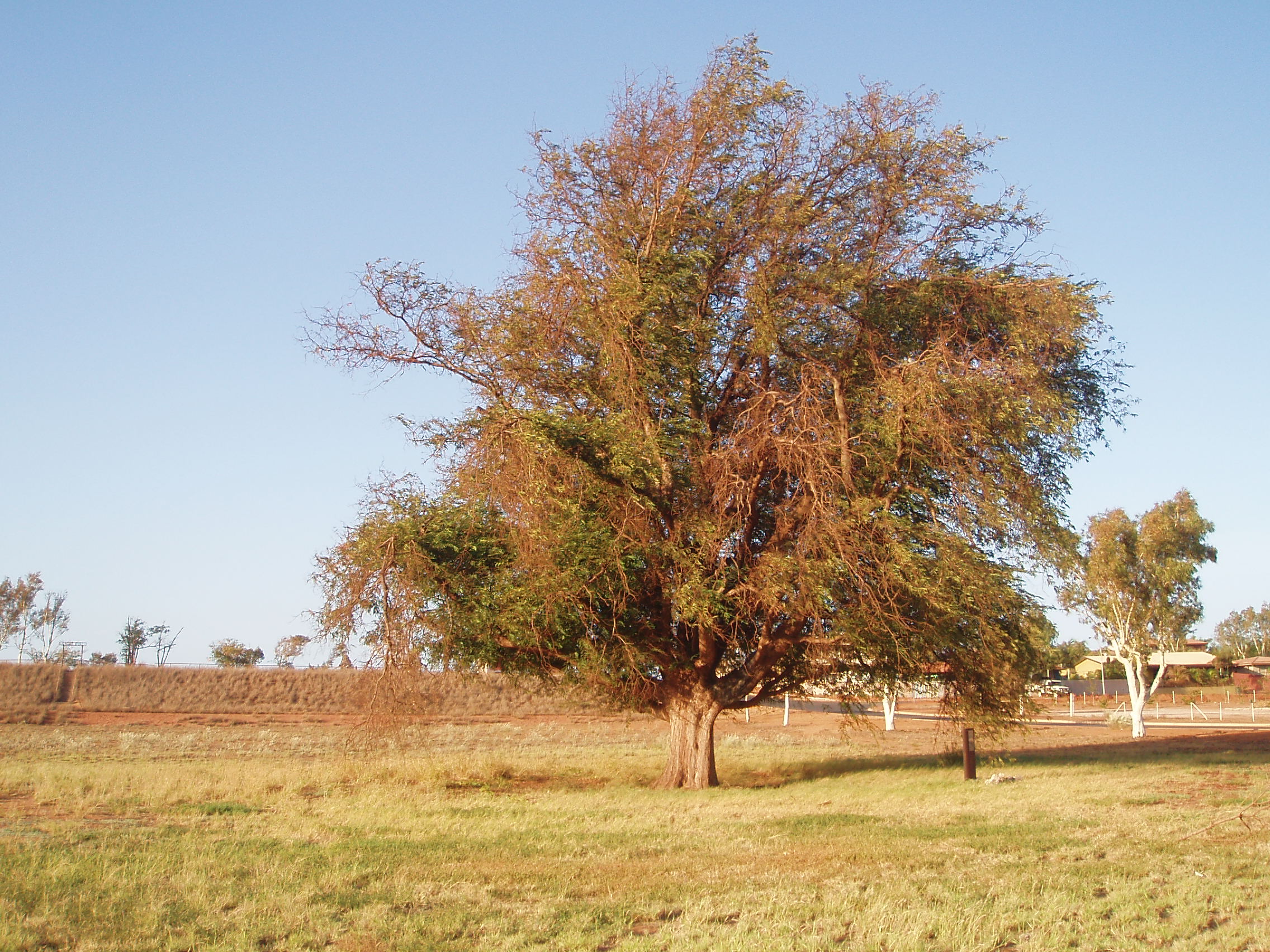 Tamarind-Dost-Mahomet
