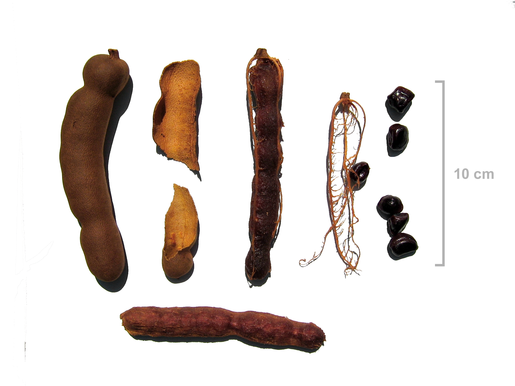 Tamarind pods edible part
