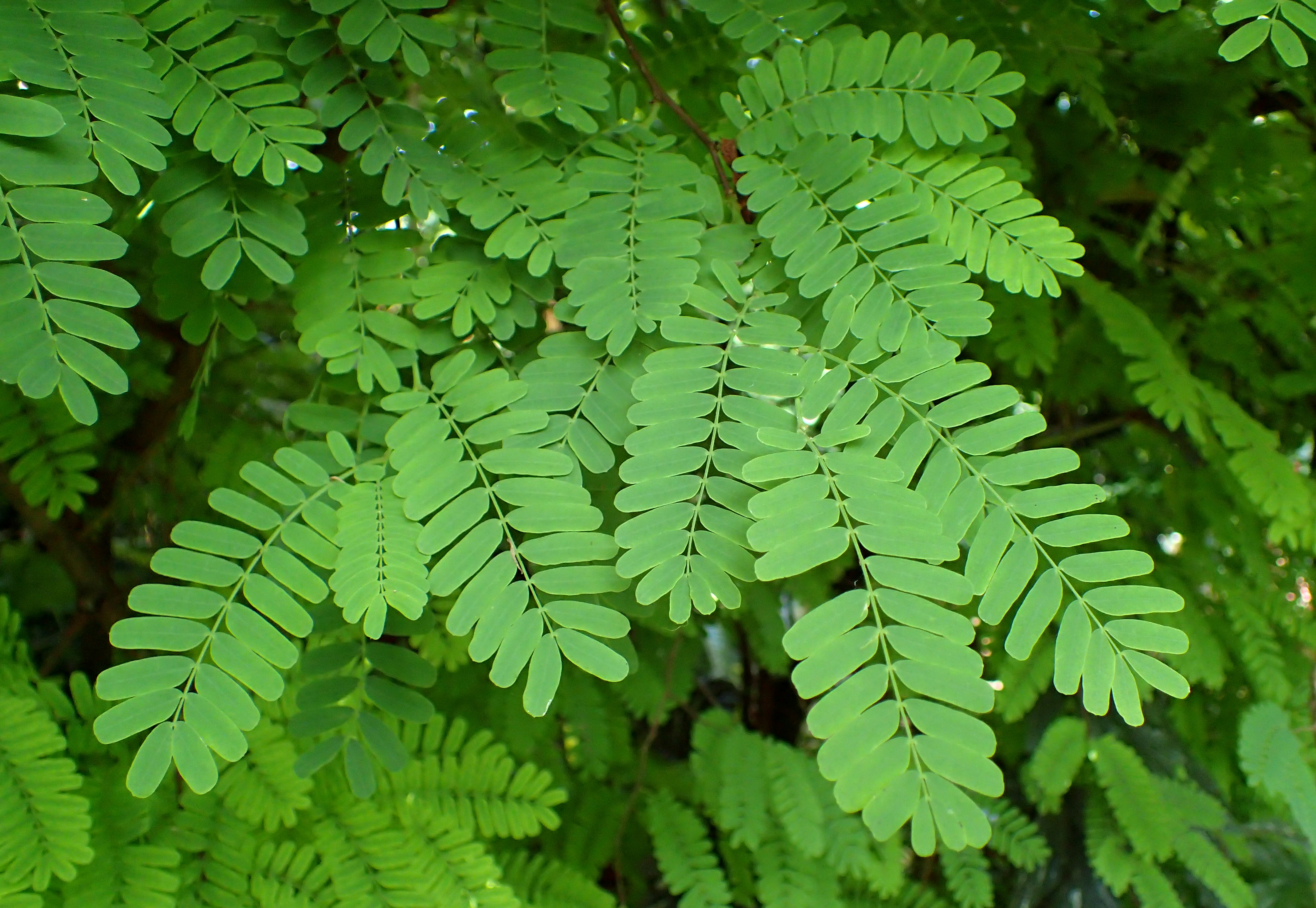 Tamarindus indica kz2