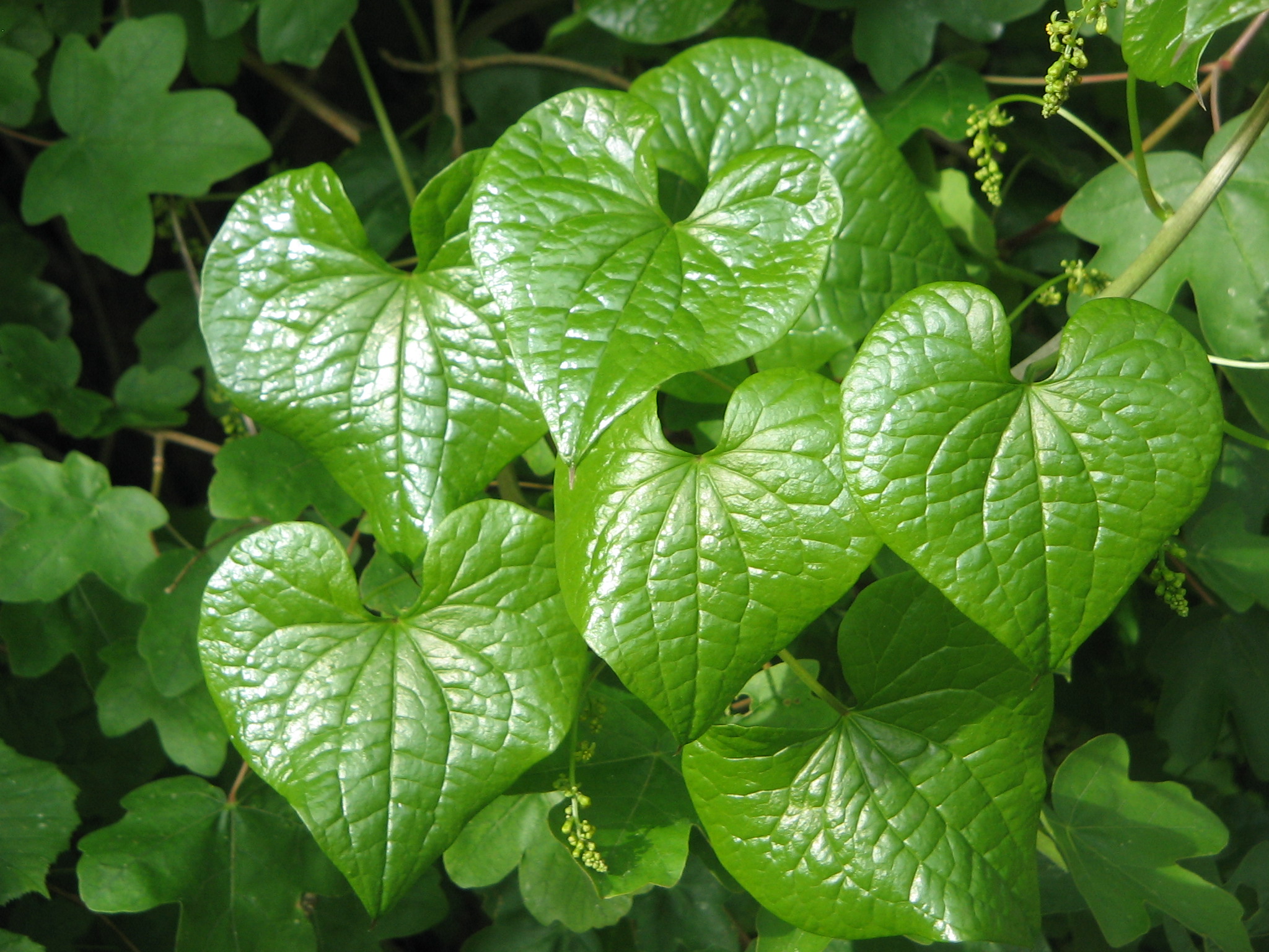 Tamus communis001