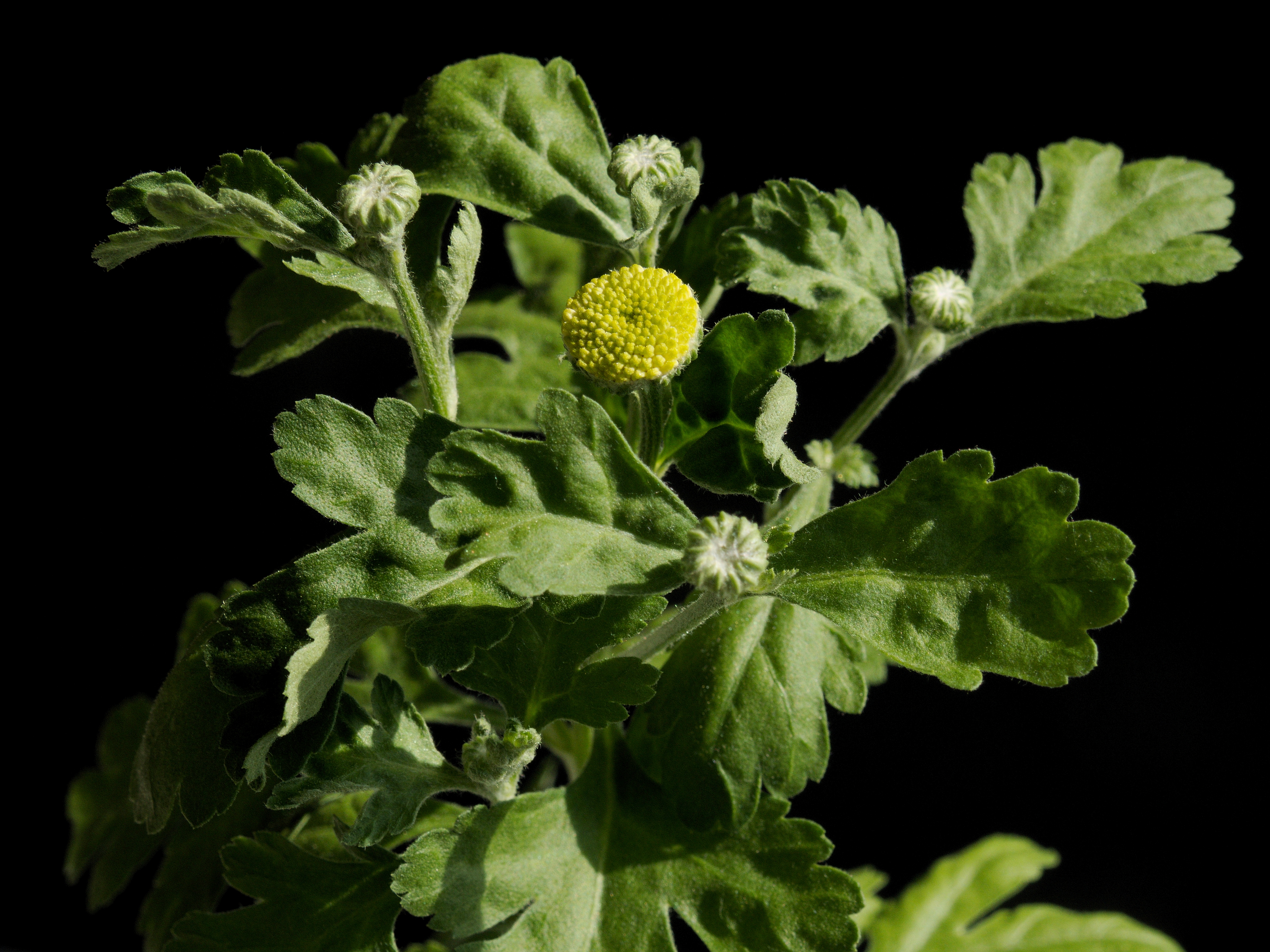 Tanacetum parthenium Golden Ball20170822 9815