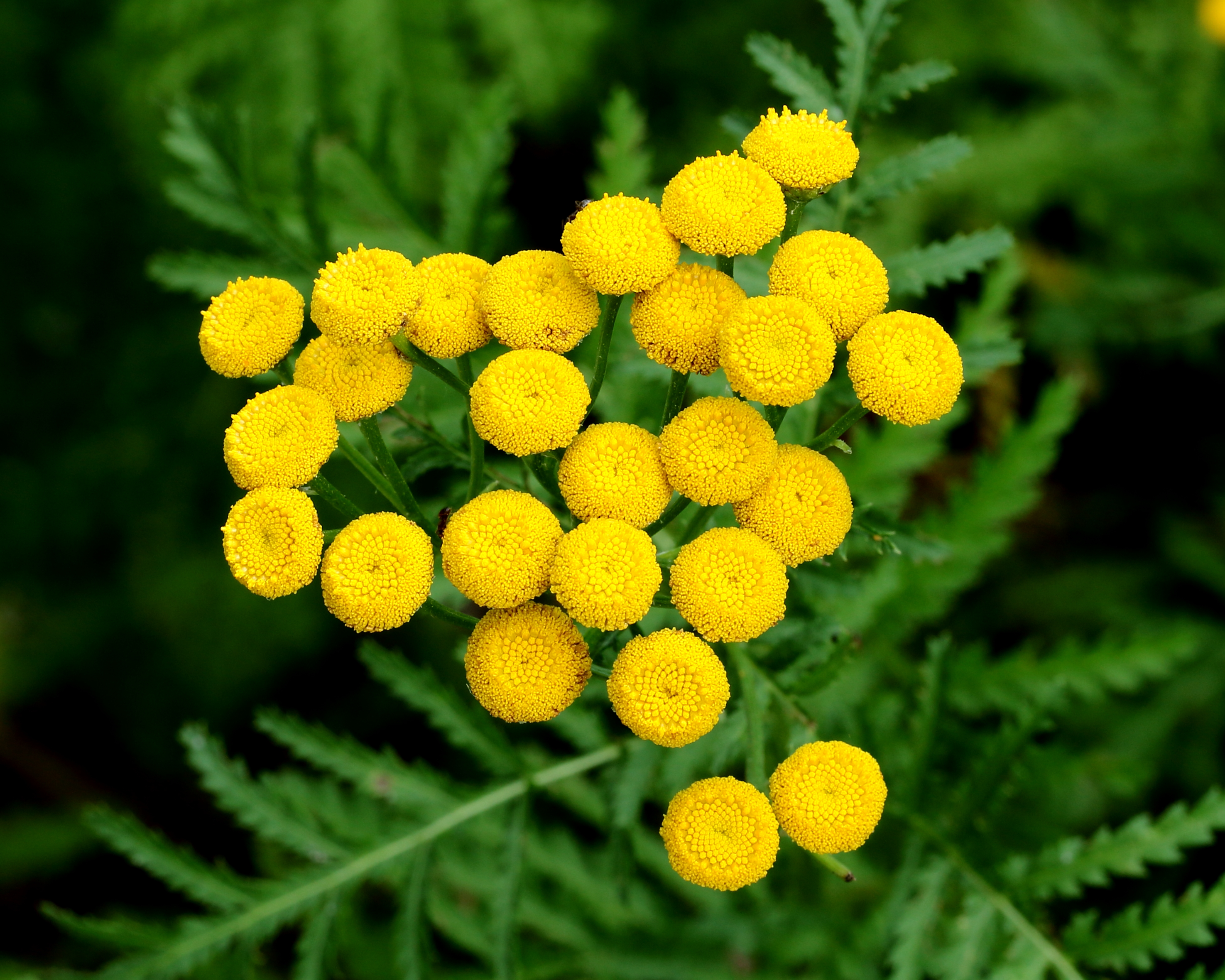 Tanacetum vulgare 'crispum', boerenwormkruid. Locatie De Kruidhof