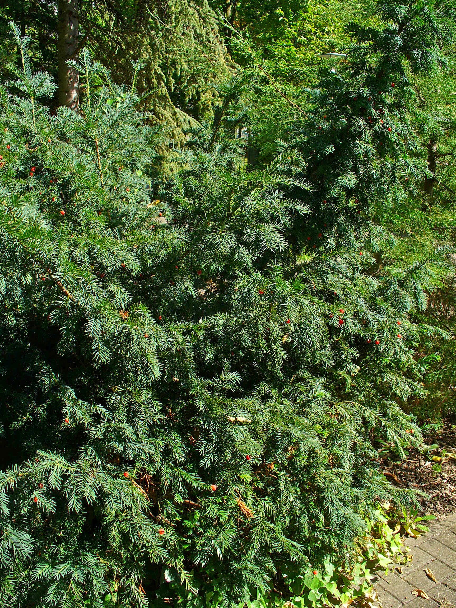 Taxus baccata 001