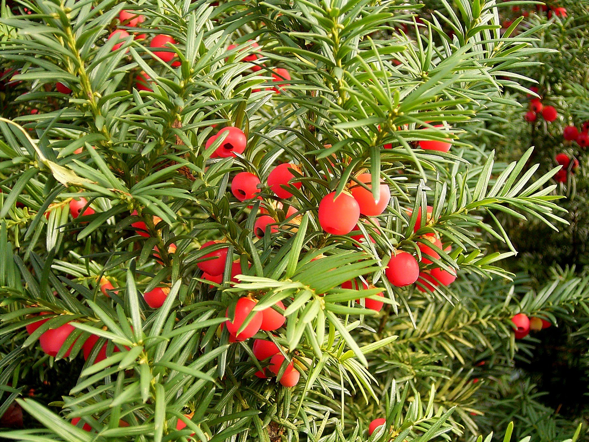 Taxus baccata 01 ies