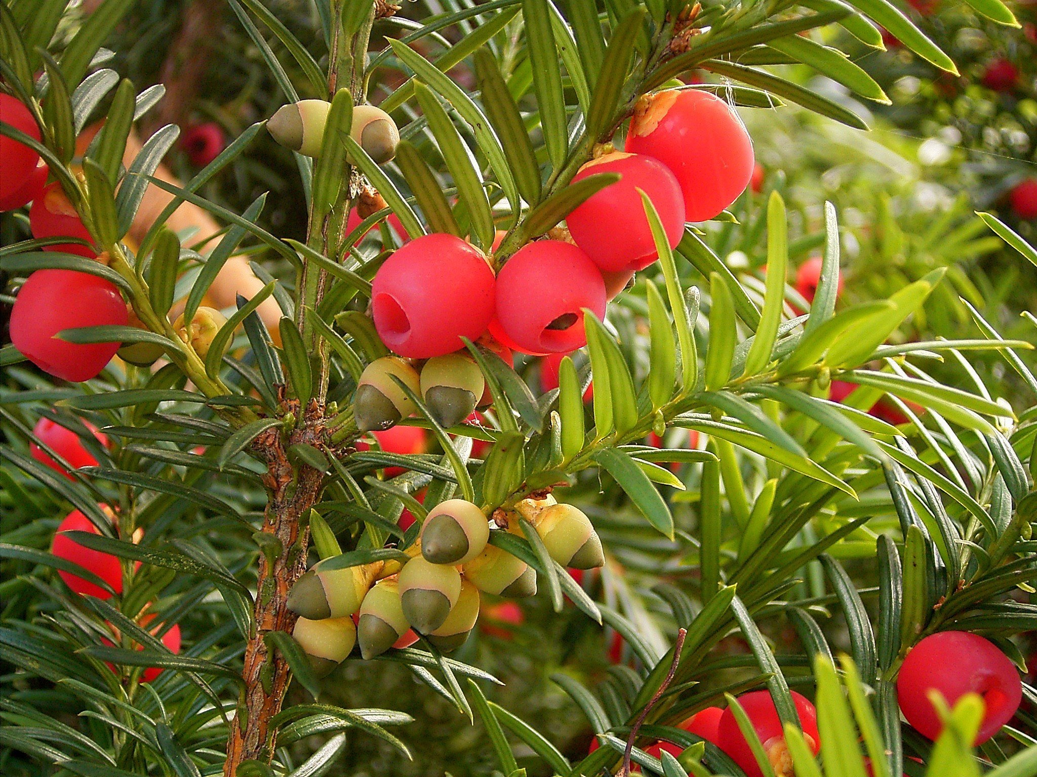 Taxus baccata 02 ies