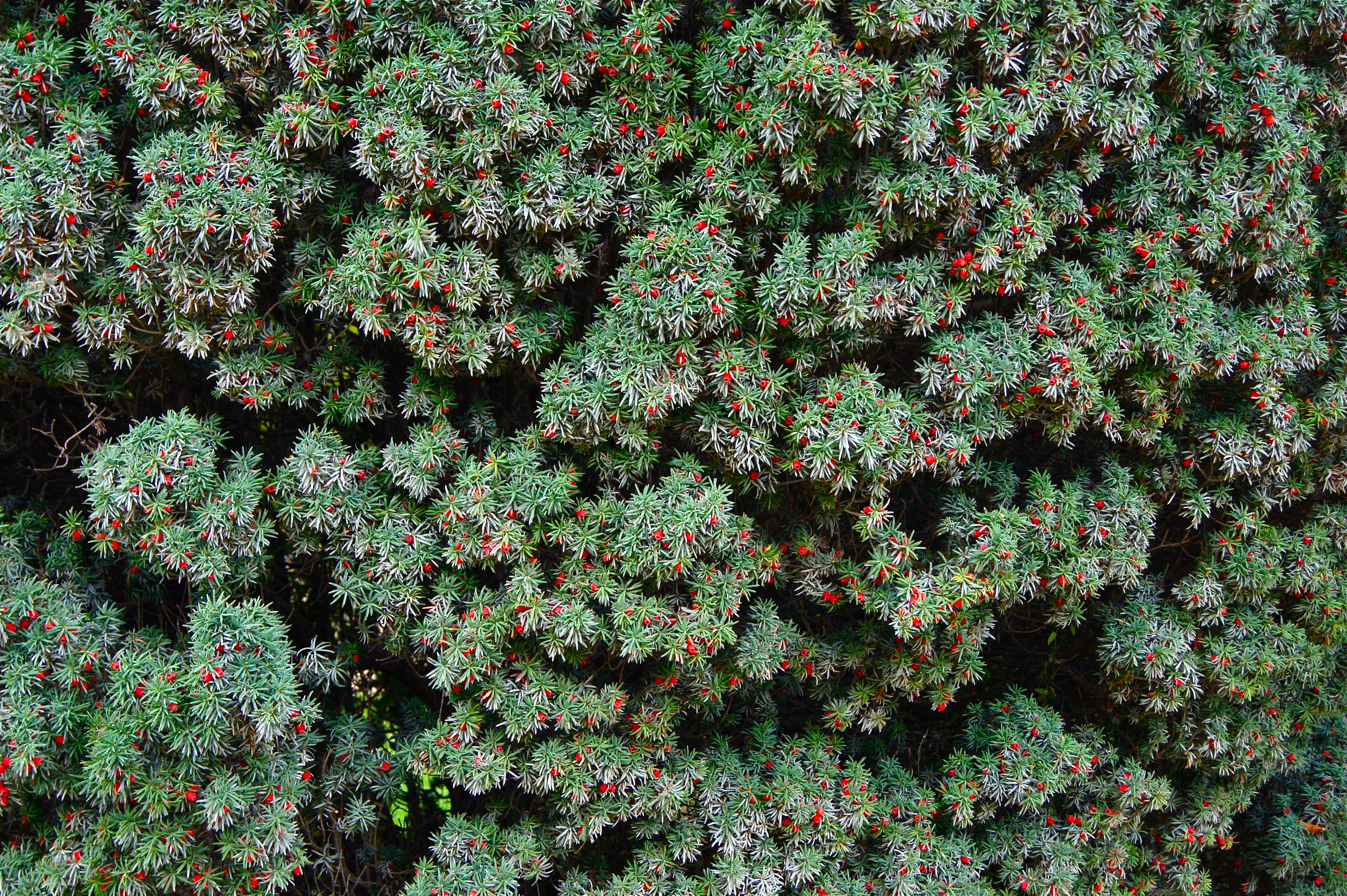 Taxus baccata L.'fastigiata' JdP