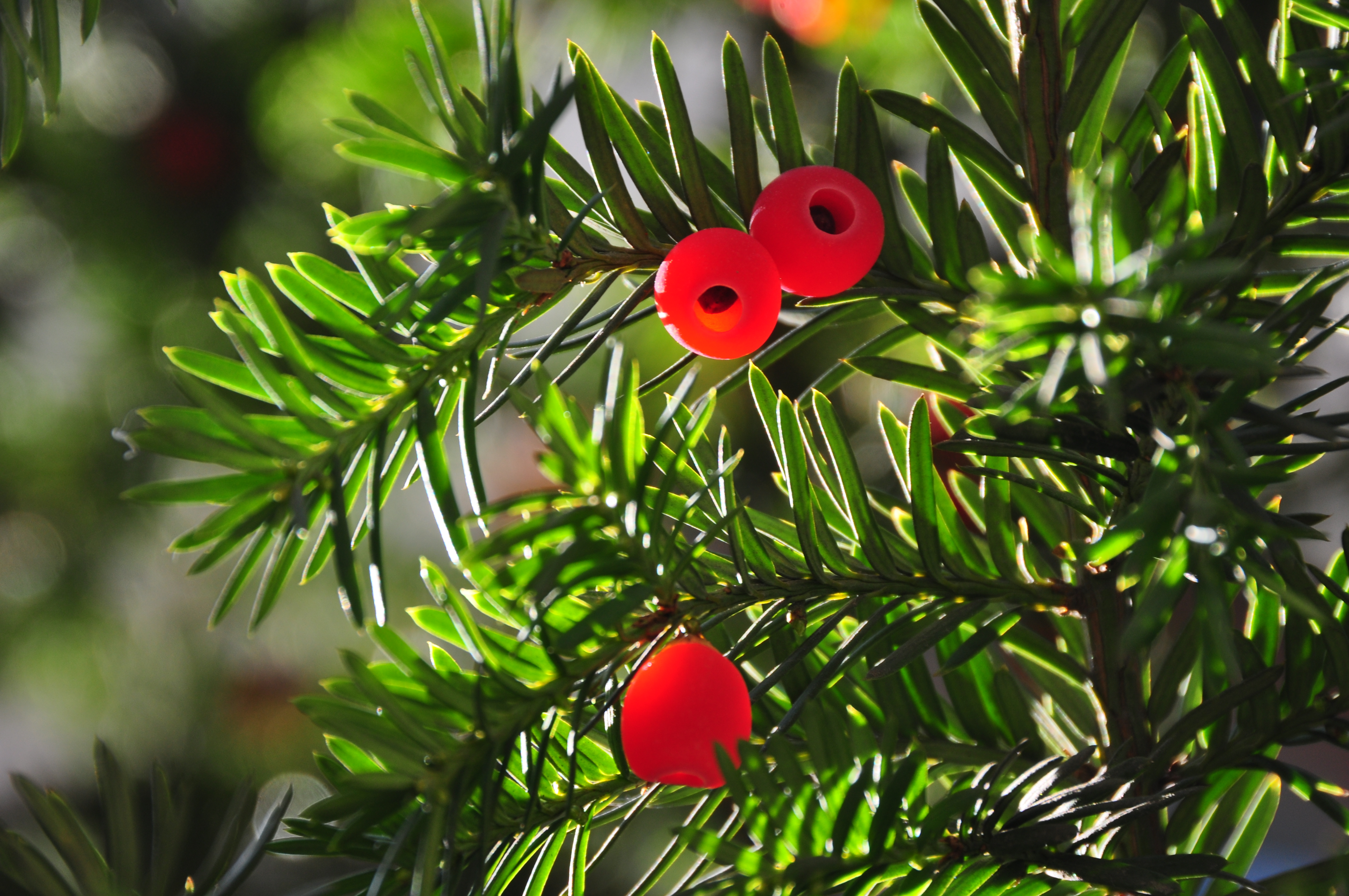 Taxus baccata Lviv