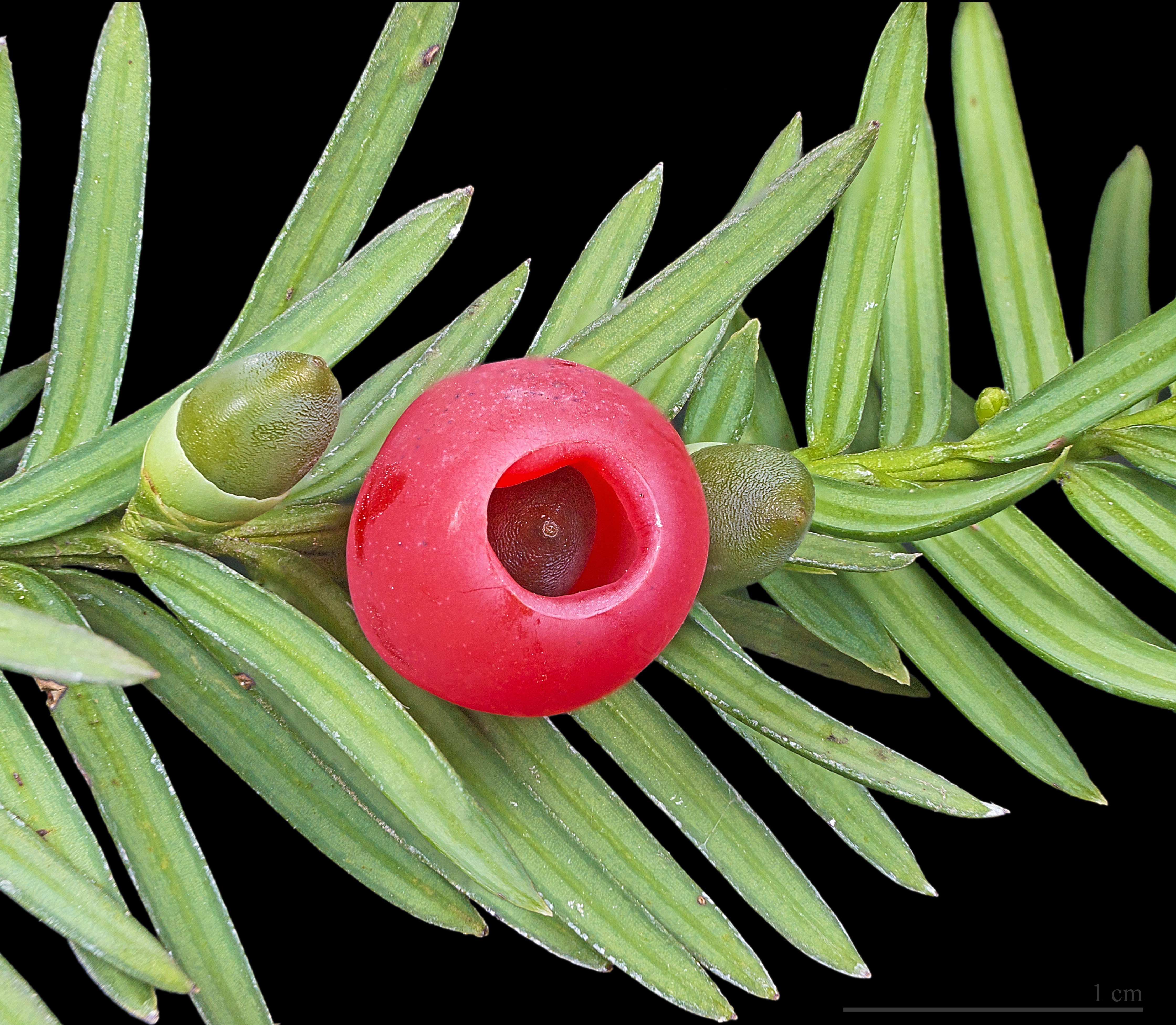 Taxus baccata MHNT
