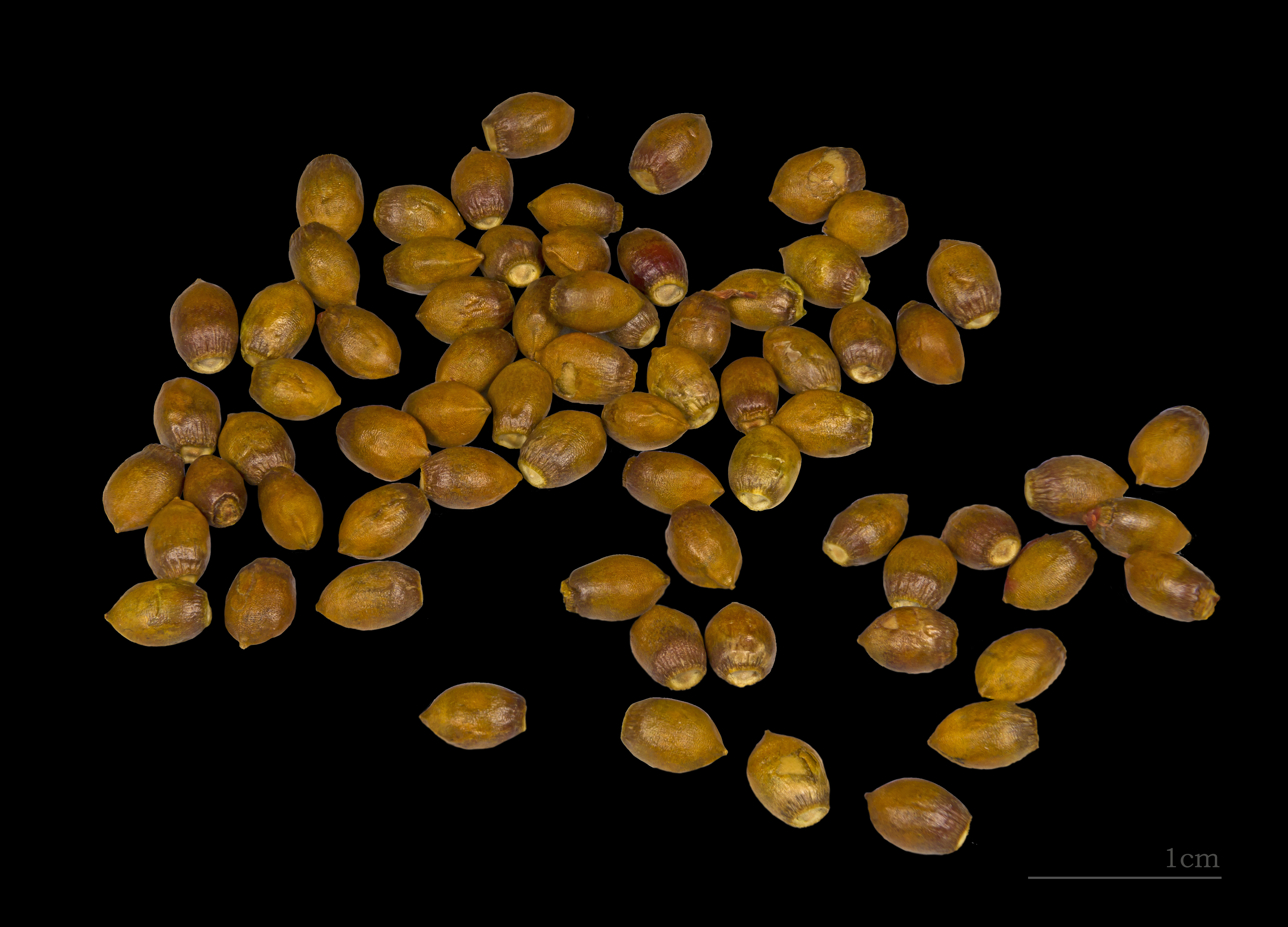 Taxus baccata MHNT seed