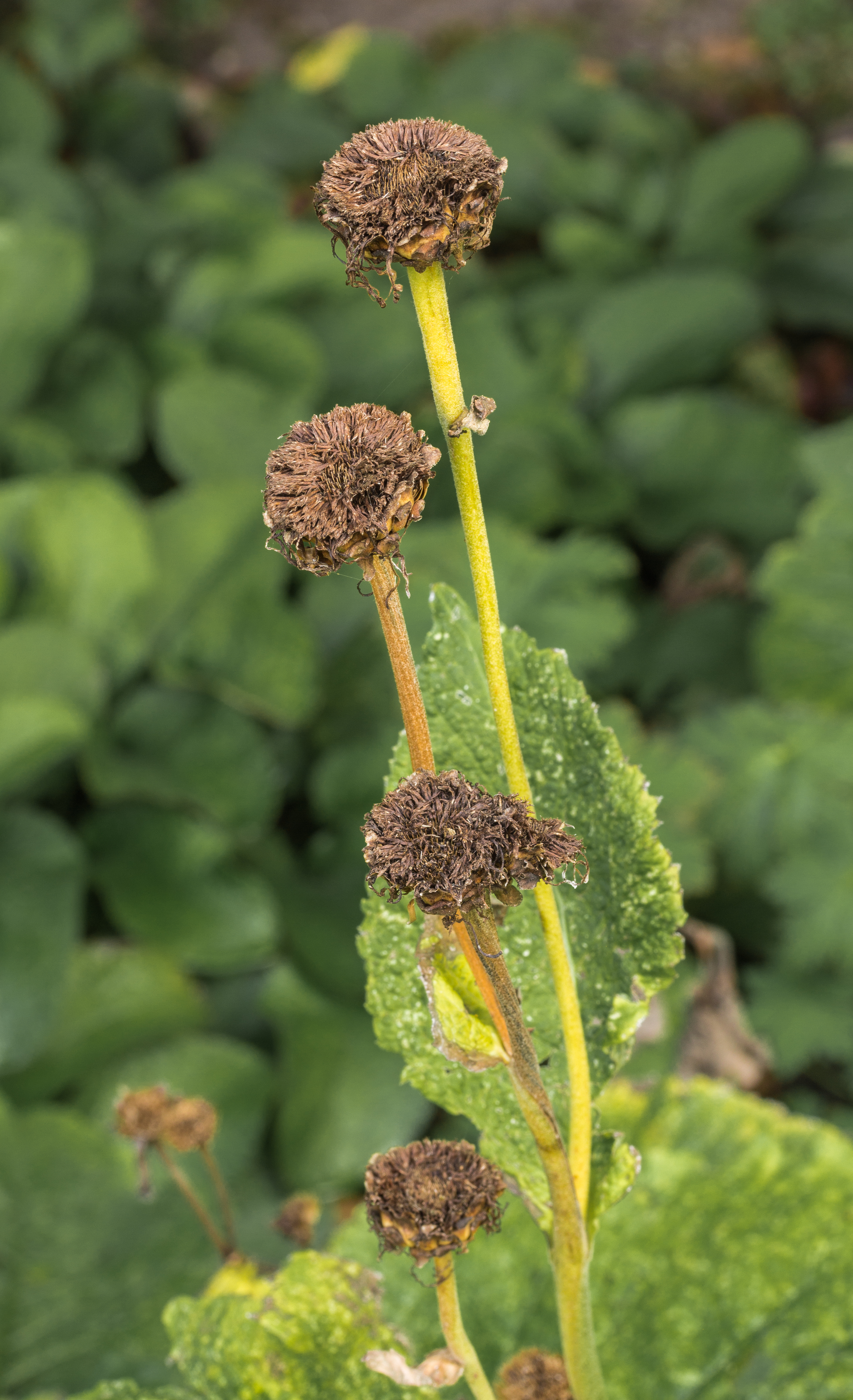 Telekia speciosa (actm) 02