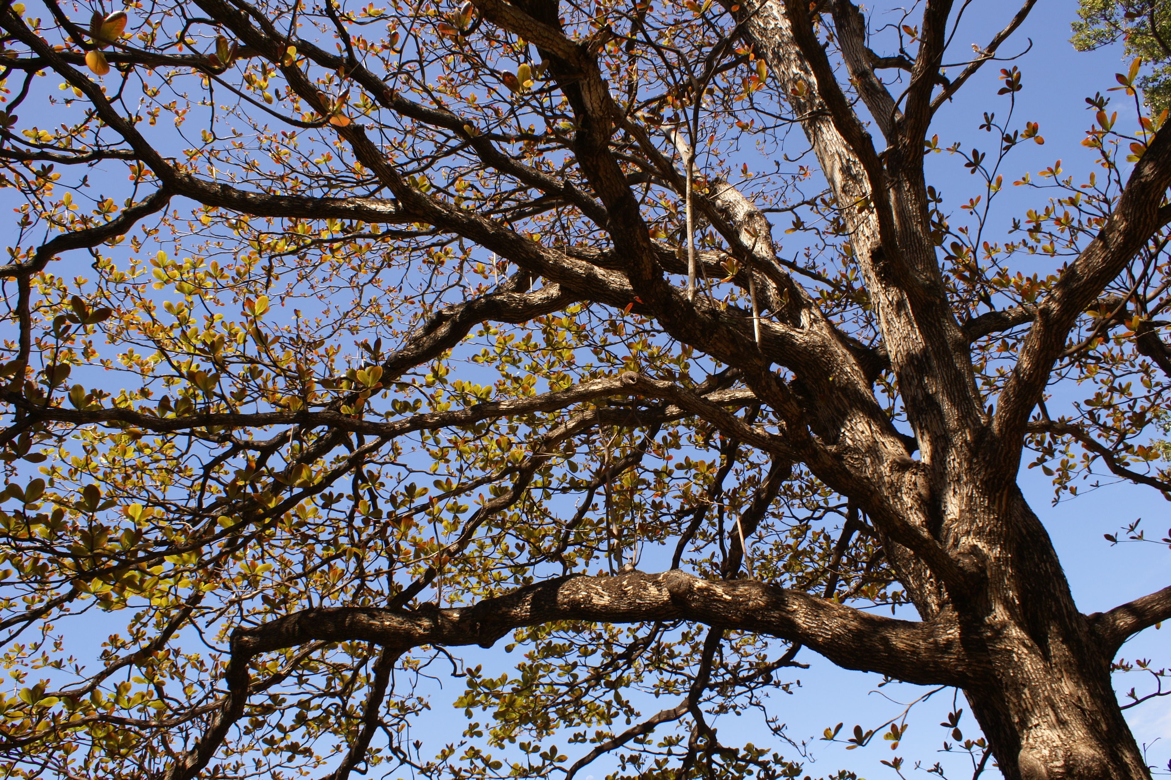 Terminalia catappa crown