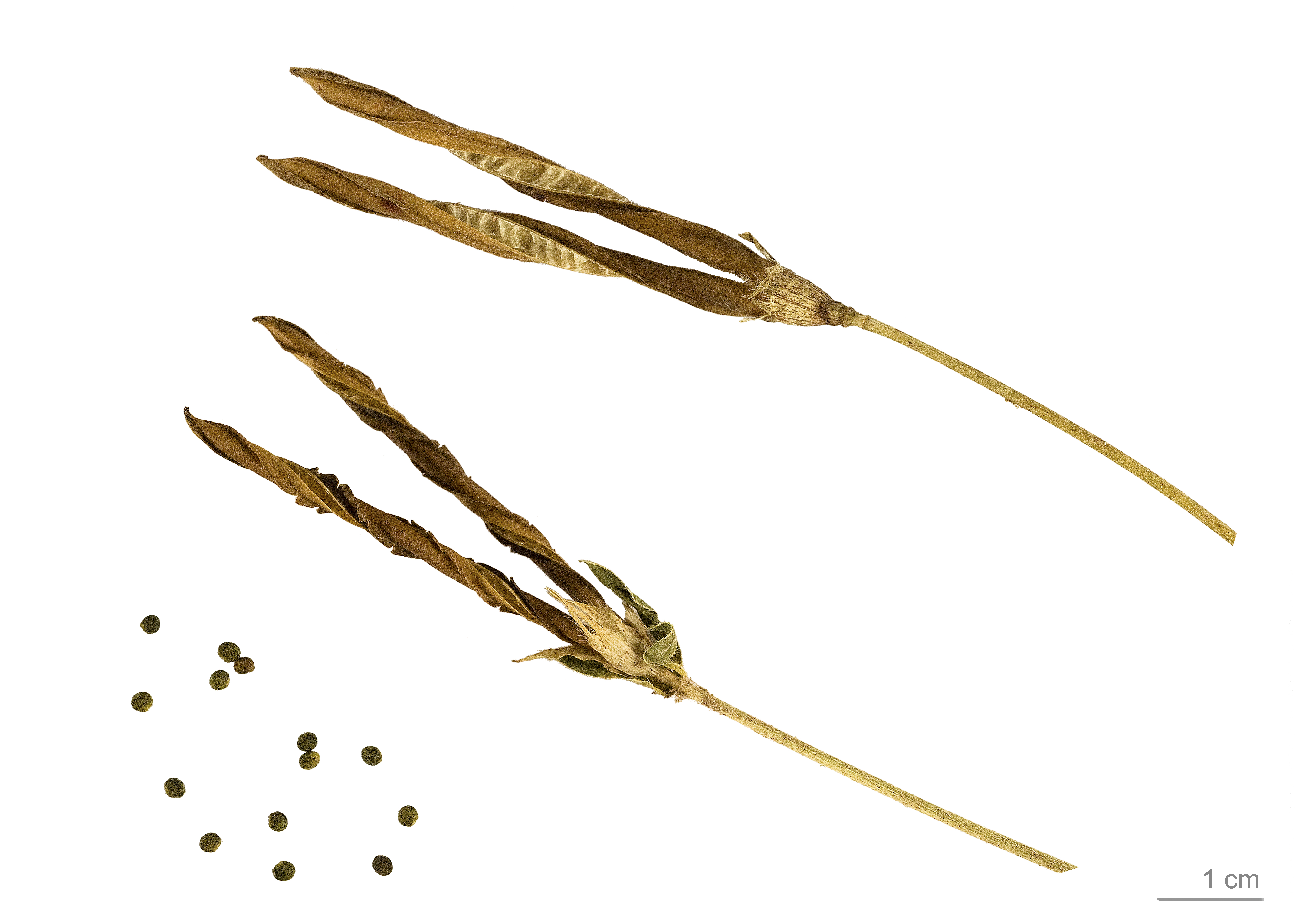 Tetragonolobus maritimus MHNT.BOT.2011.18.13