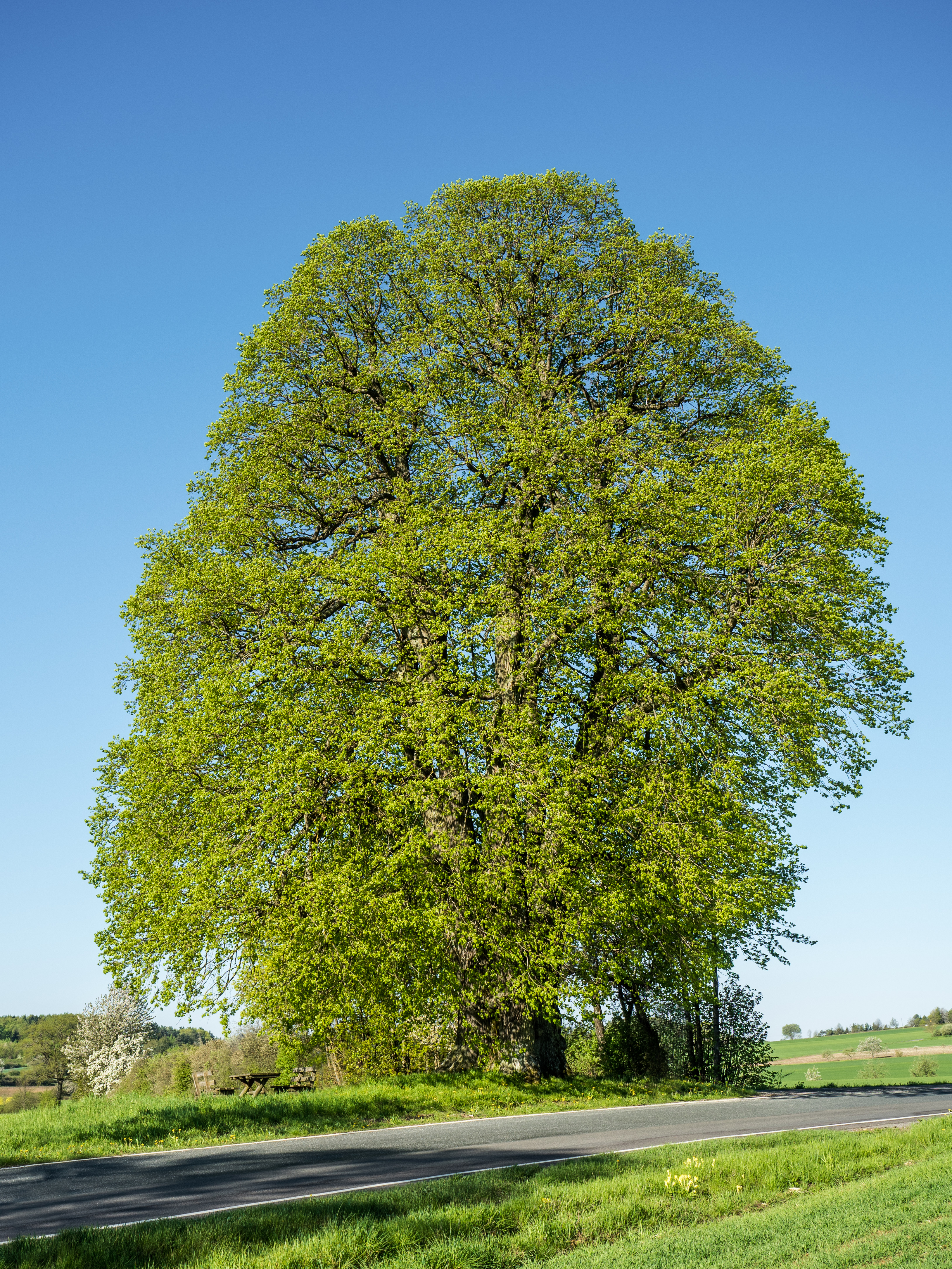 Teuchatzer-Linde-5083337-PS