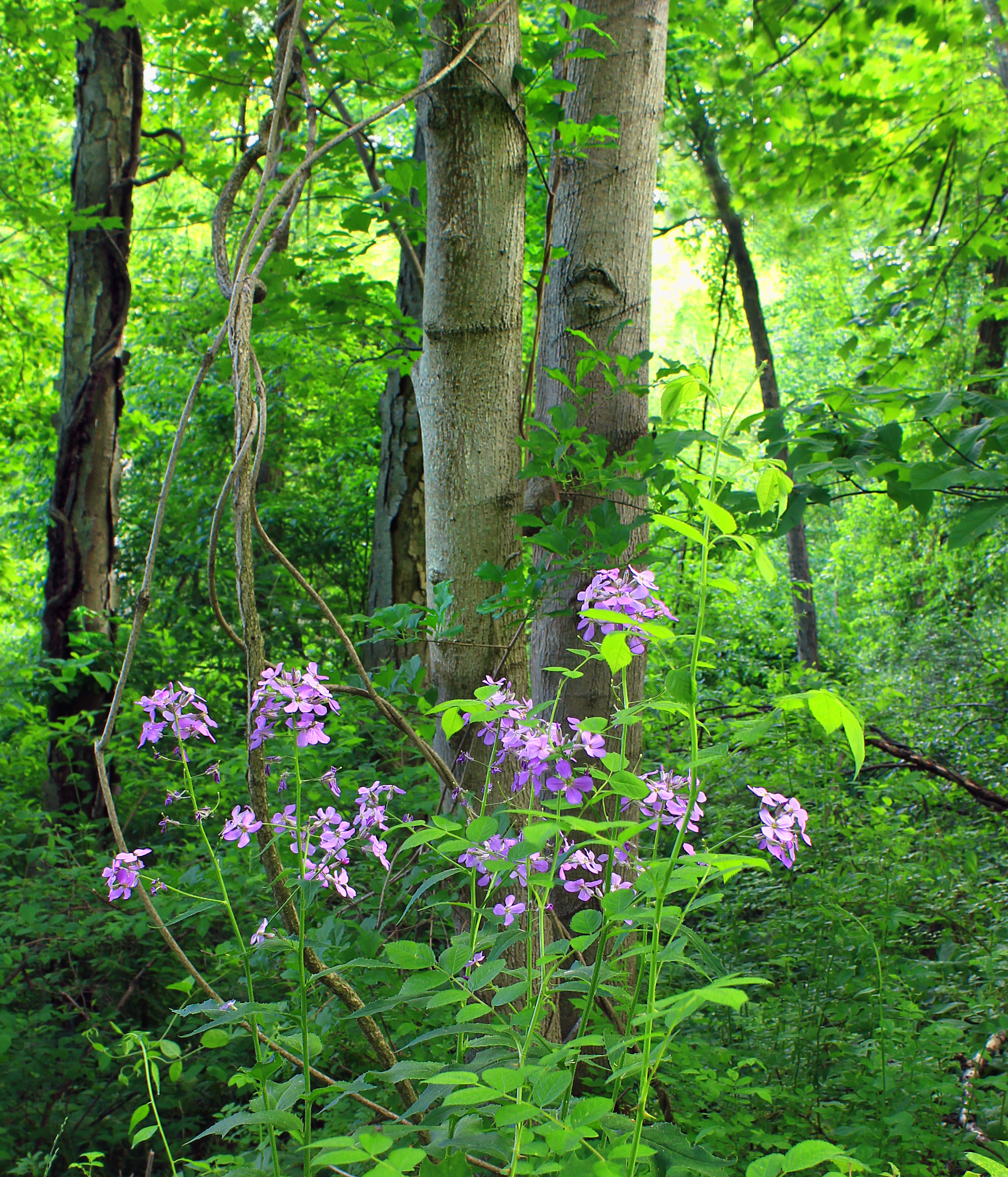 Texter Mountain Nature Preserve (Revisit) (9) (14302396996)