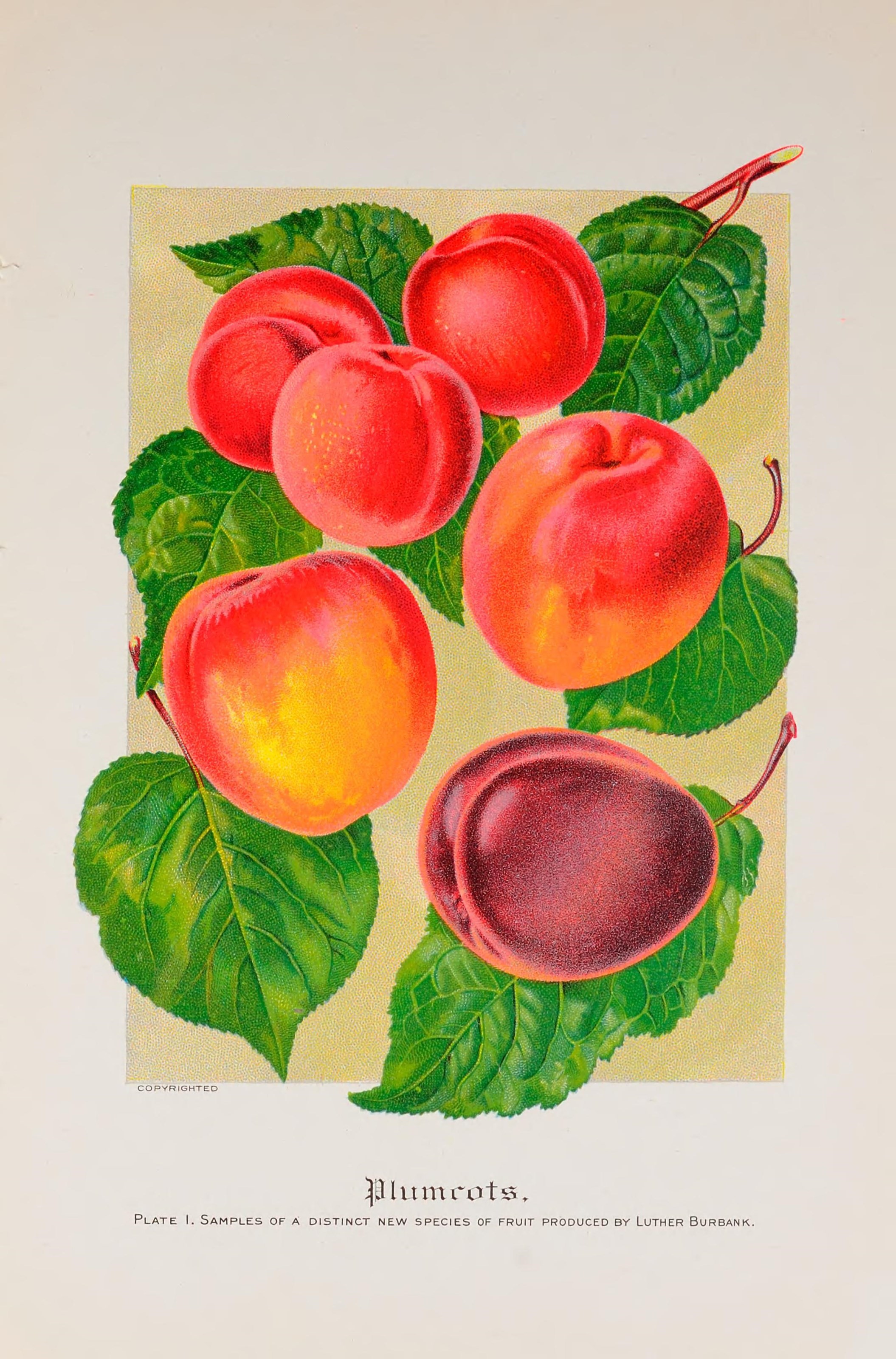 The Burbank seed book (16019523088)