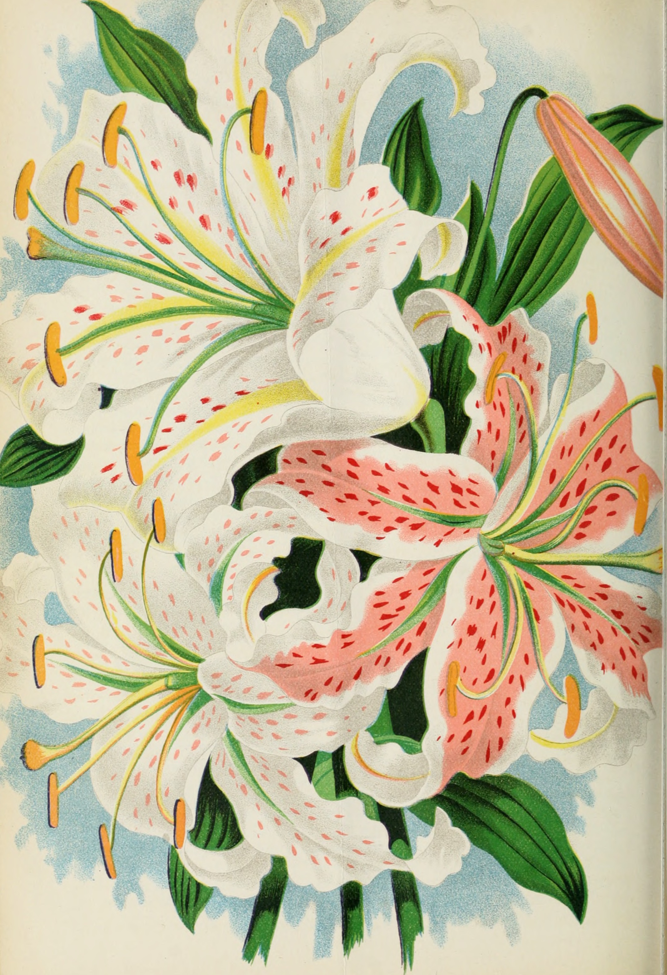 The Canadian horticulturist (monthly), 1887 (20537013731)
