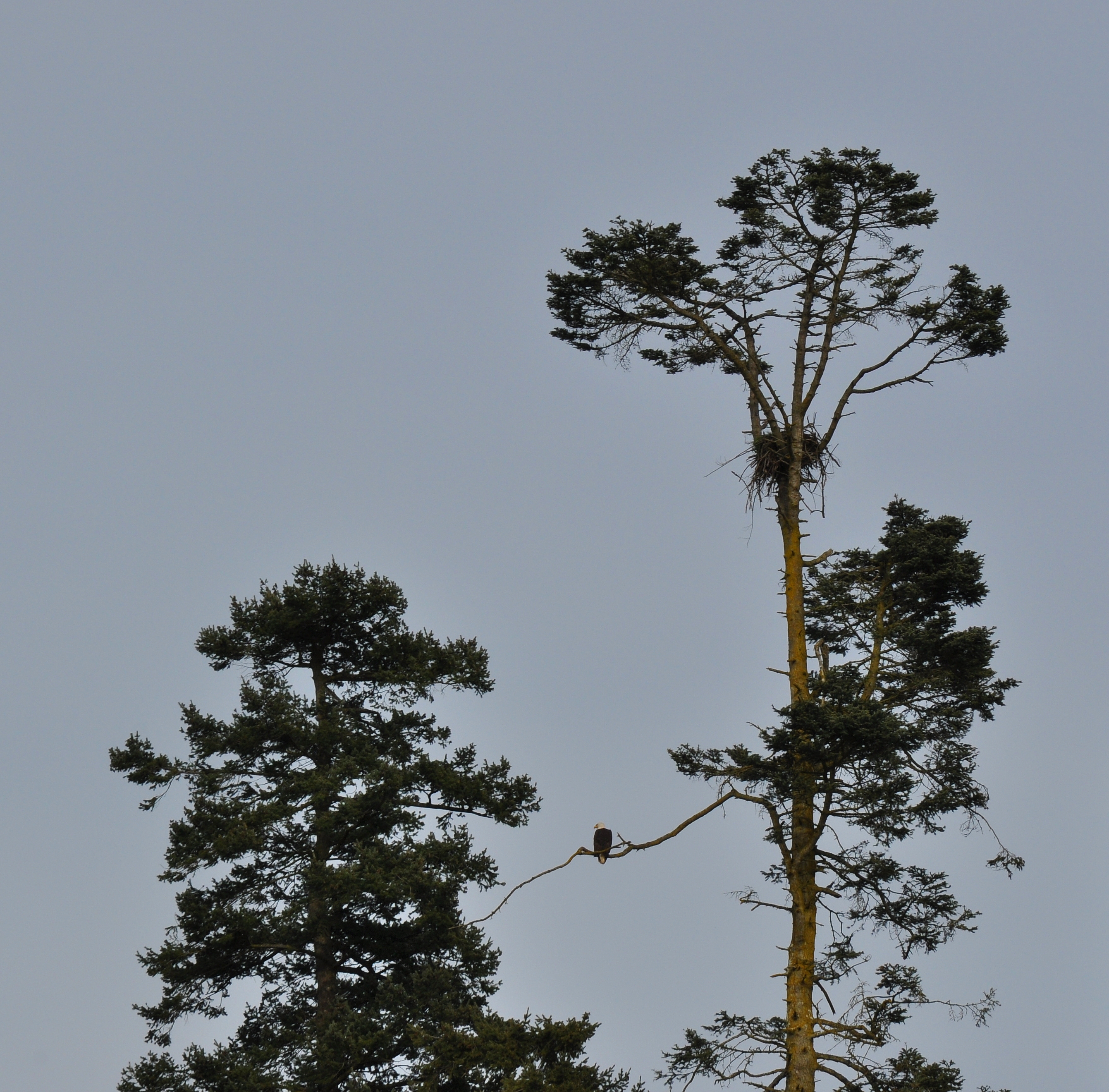 The Eagle's Nest