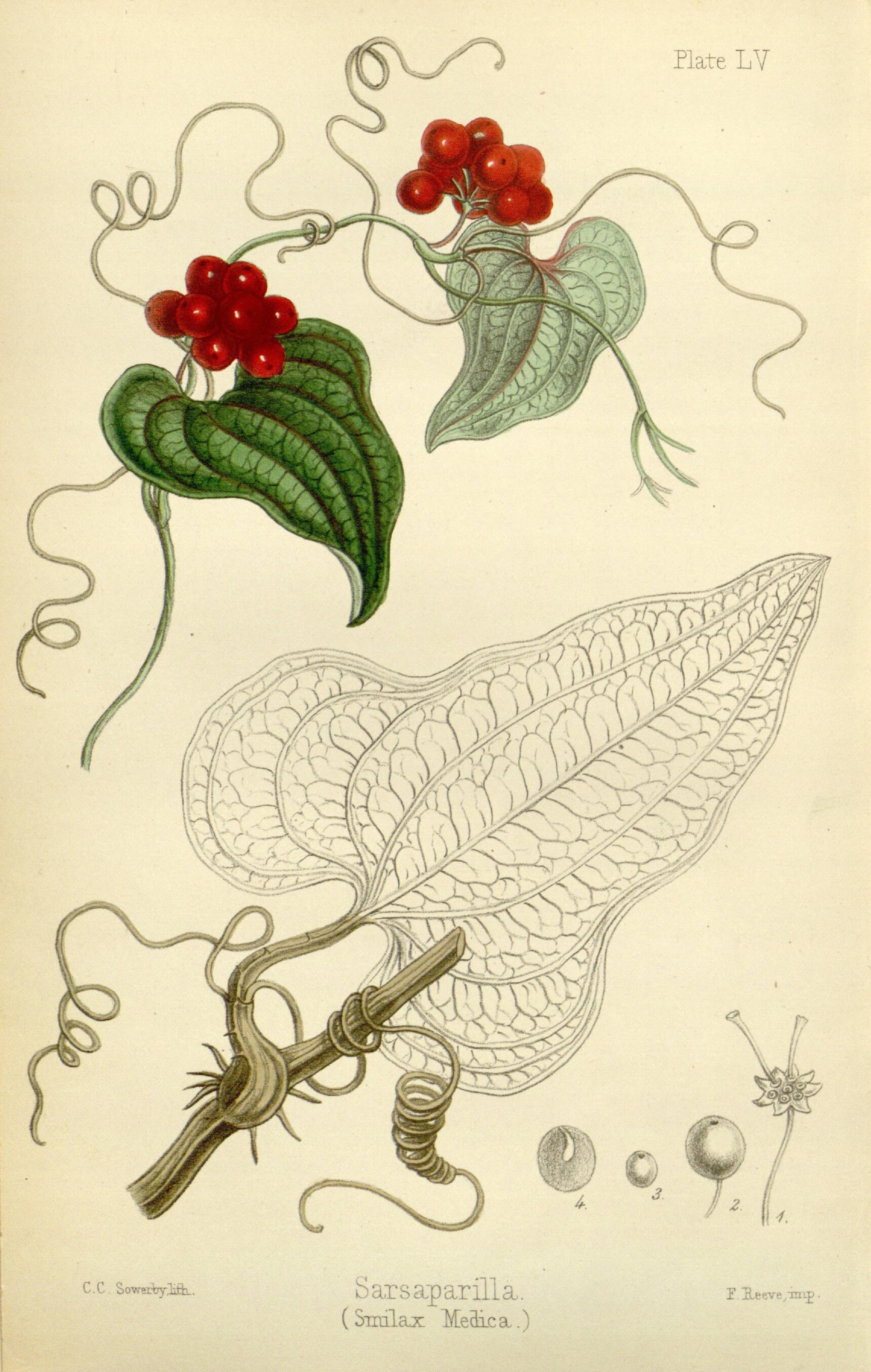 The flora homoeopathica (8261694186)