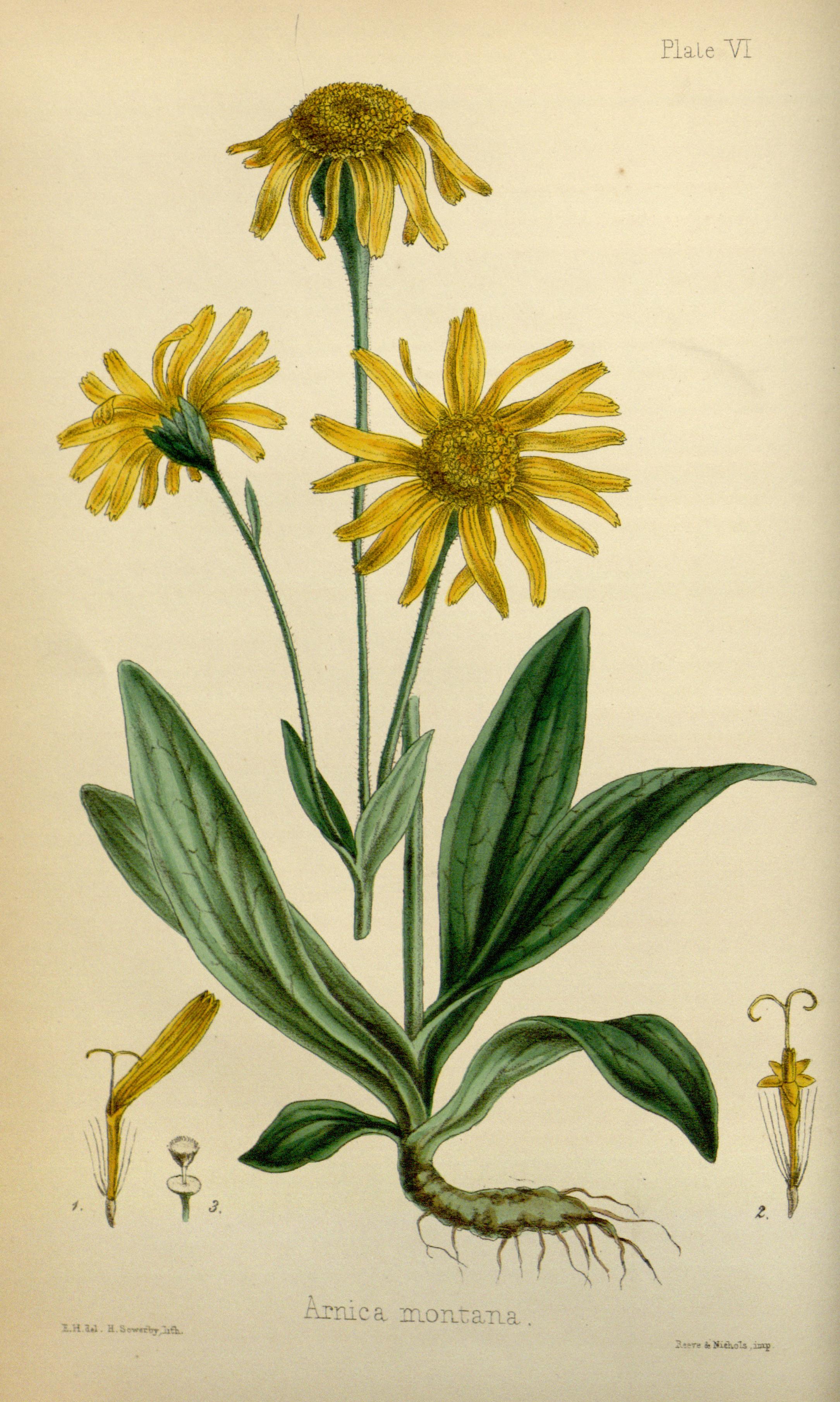 The flora homoeopathica (Plate VI) BHL6163558