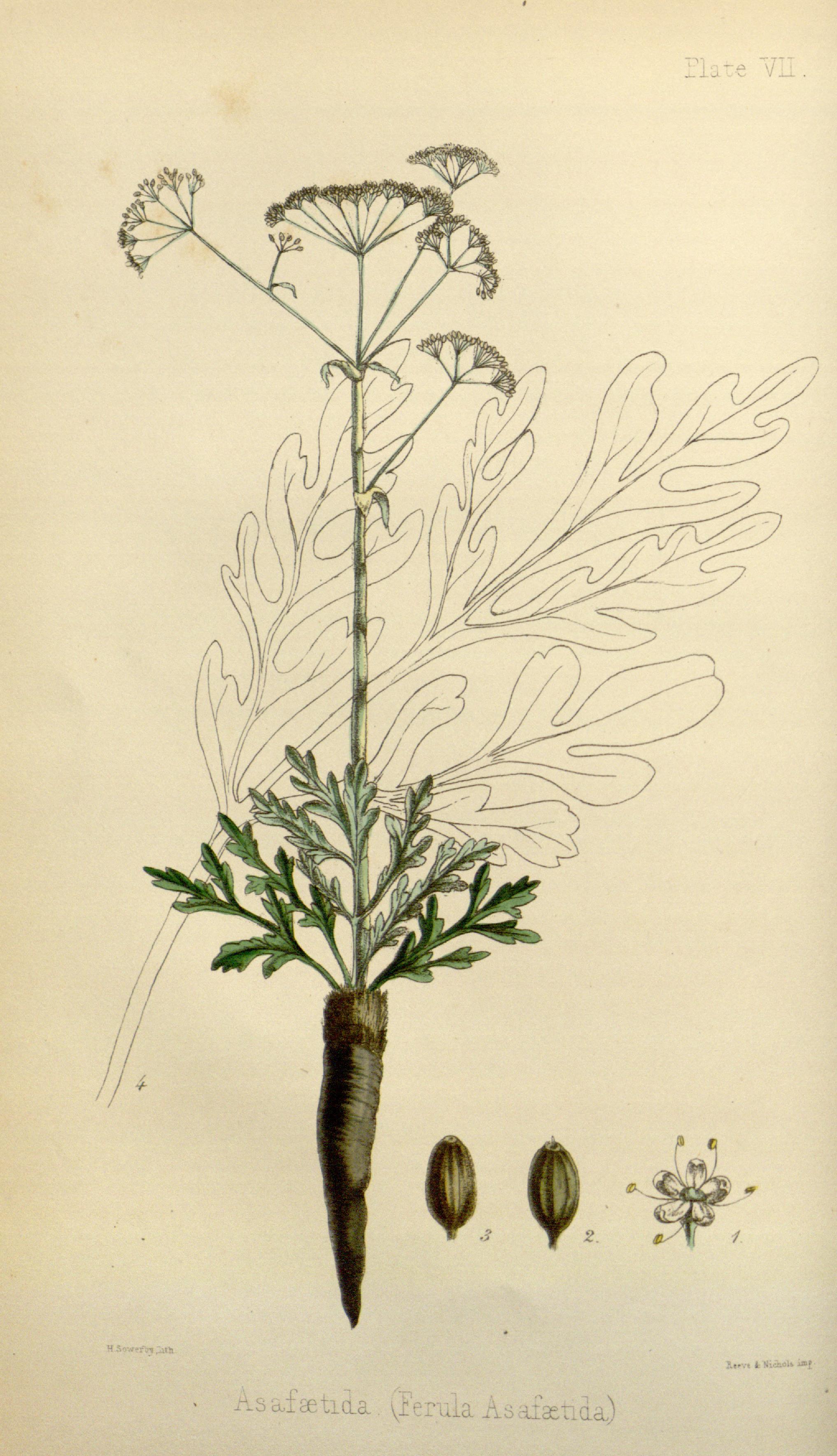 The flora homoeopathica (Plate VII) BHL6163567