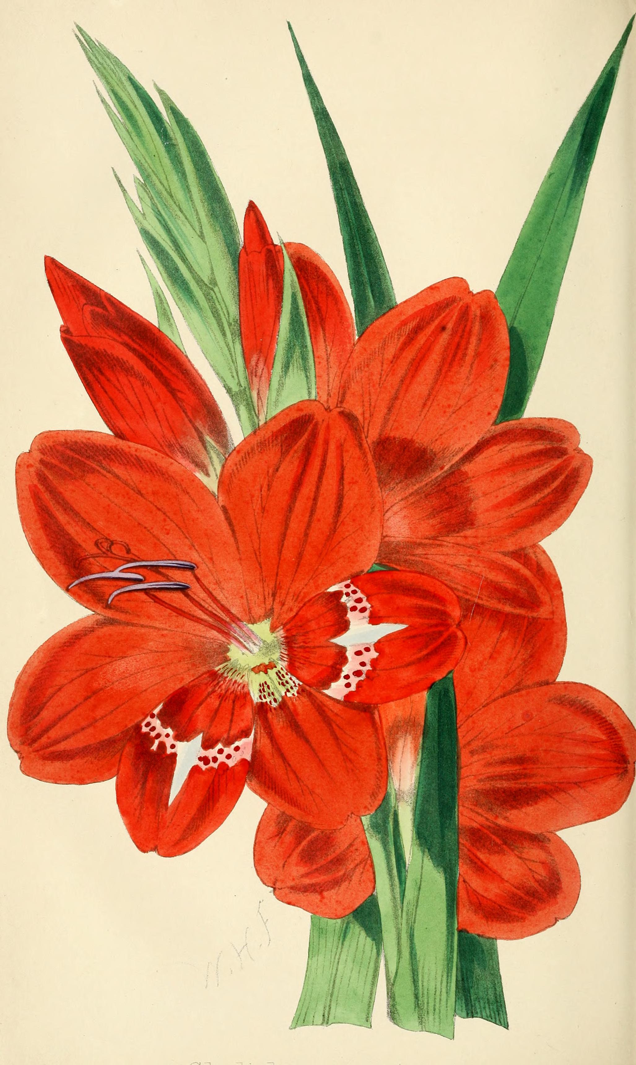 The florist and pomologist (Pl. 6) BHL6093737