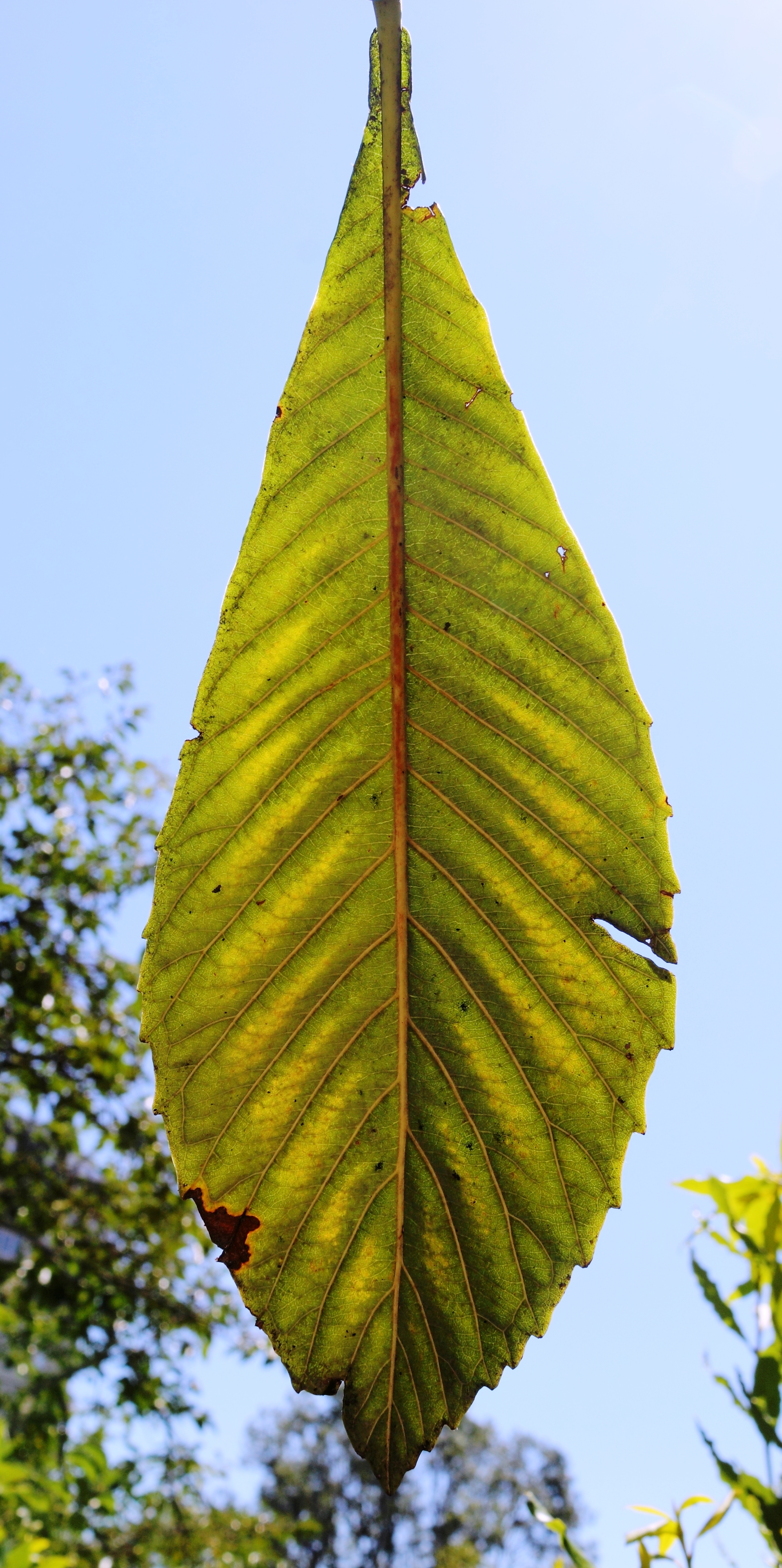 The leaf of Loquat
