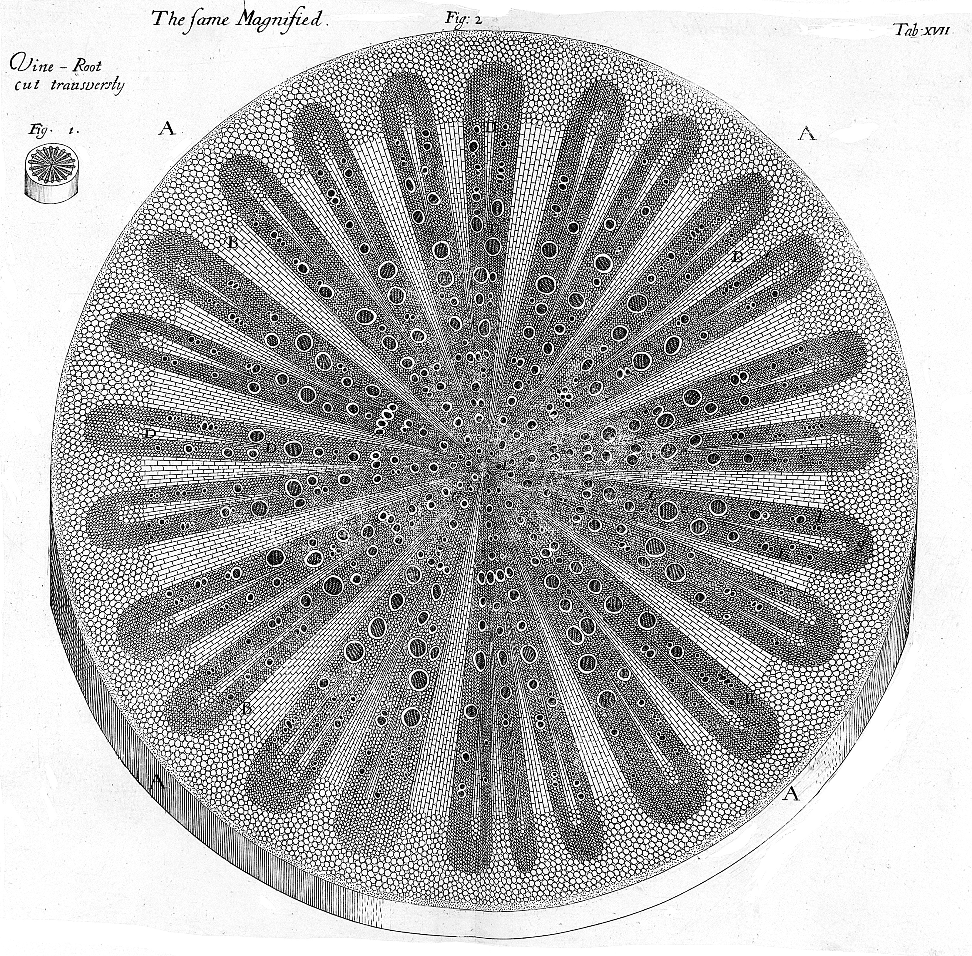 The vine root cut transversally. Wellcome M0010774