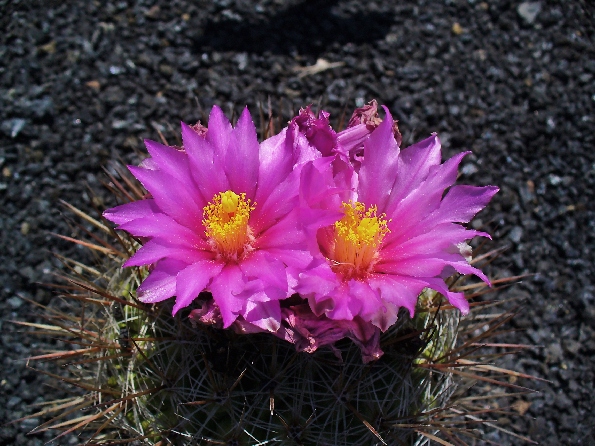 Thelocactus conothelos argenteus 02