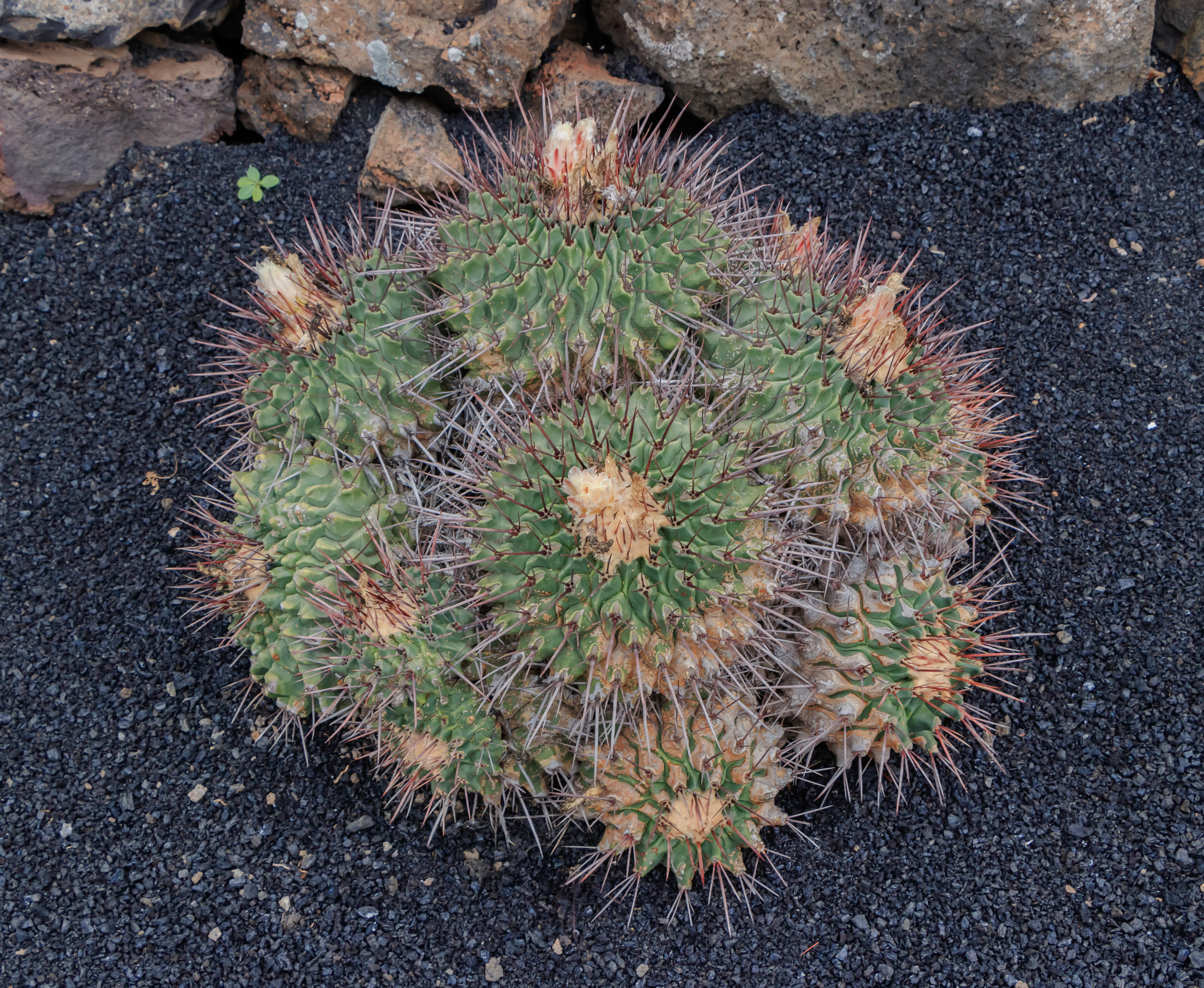 Thelocactus tulensis matudae